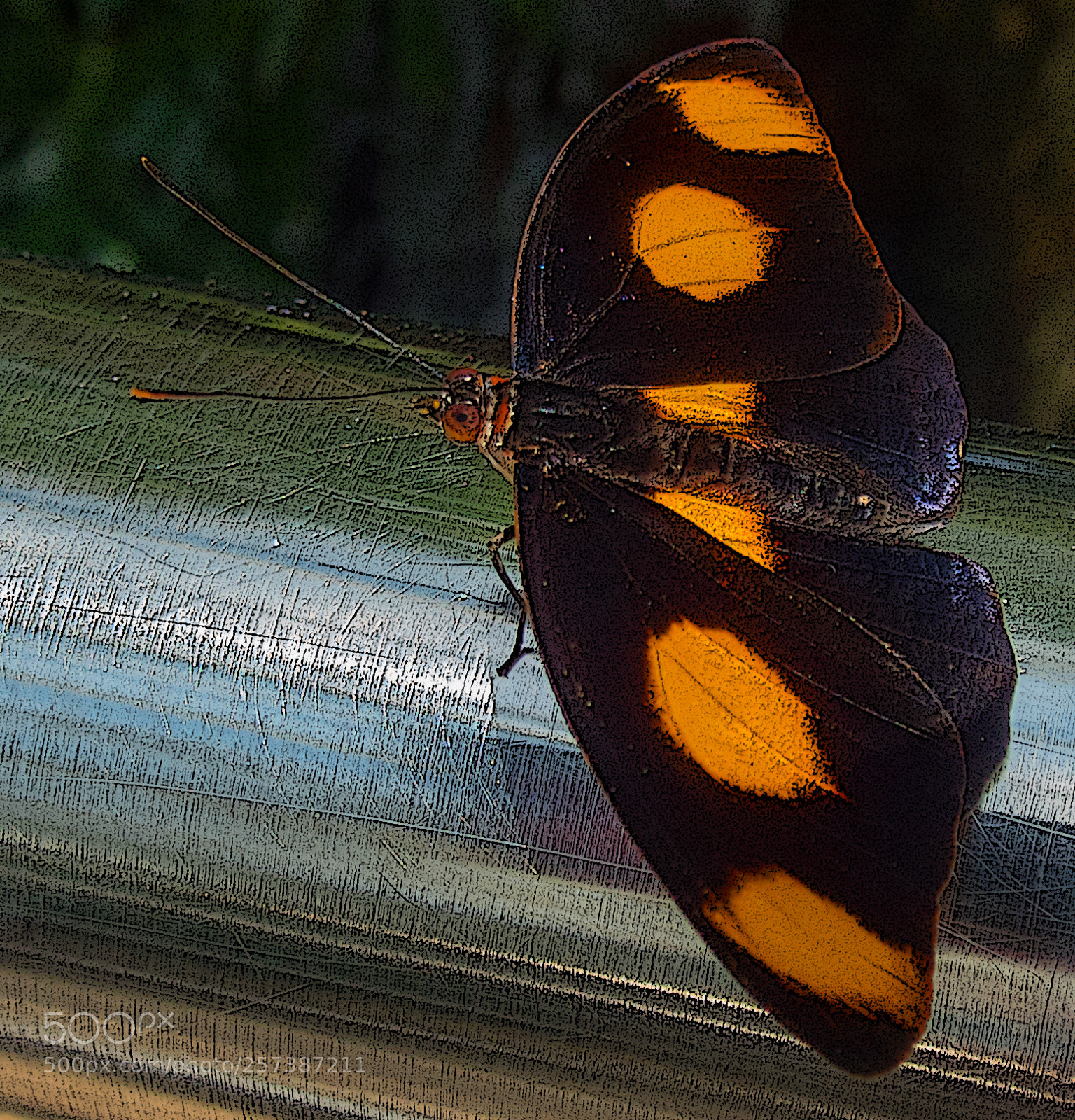 Olympus TG-5 sample photo. Butterfly on metal rail photography