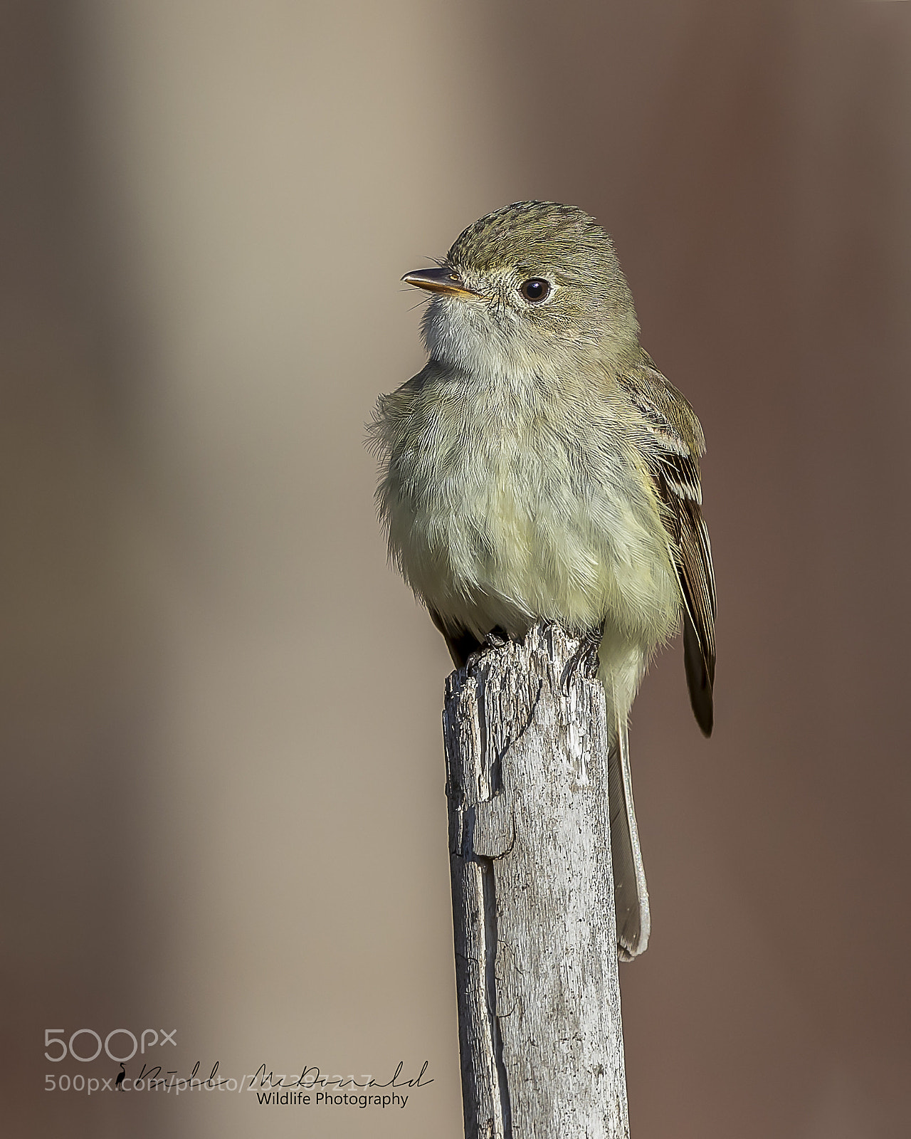 Canon EOS 5D Mark IV sample photo. Least flycatcher on stump photography