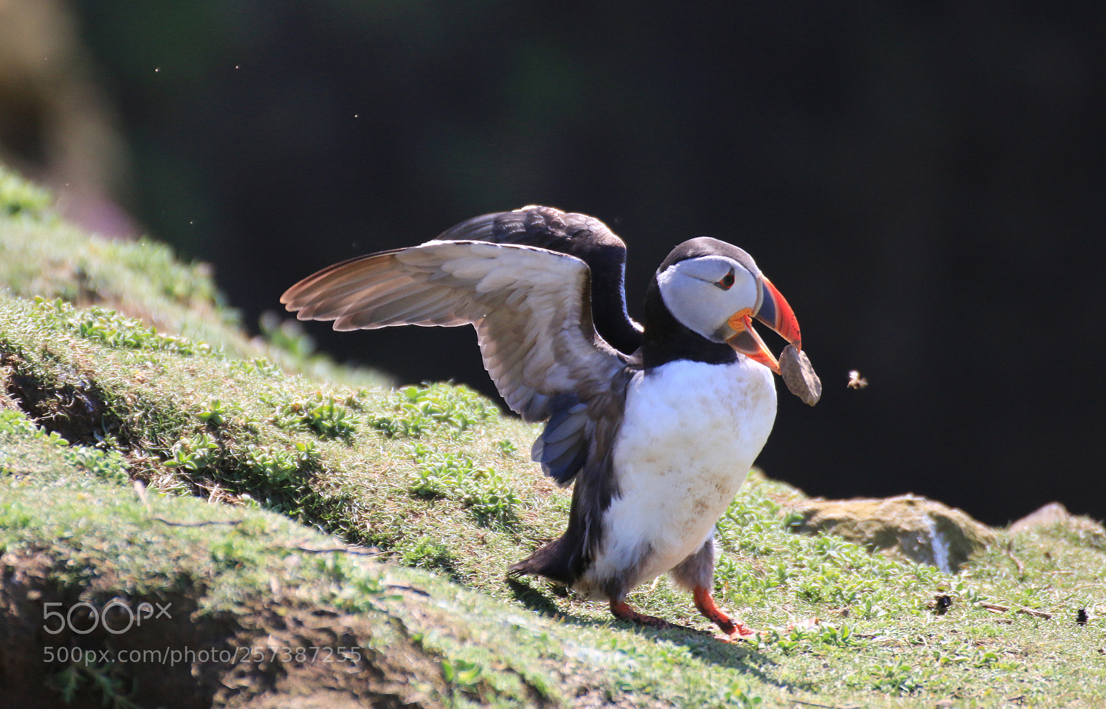 Canon EOS 70D sample photo. Puffin  photography