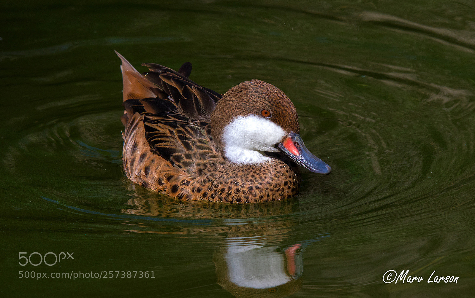 Canon EOS 7D Mark II sample photo. Untitled photography
