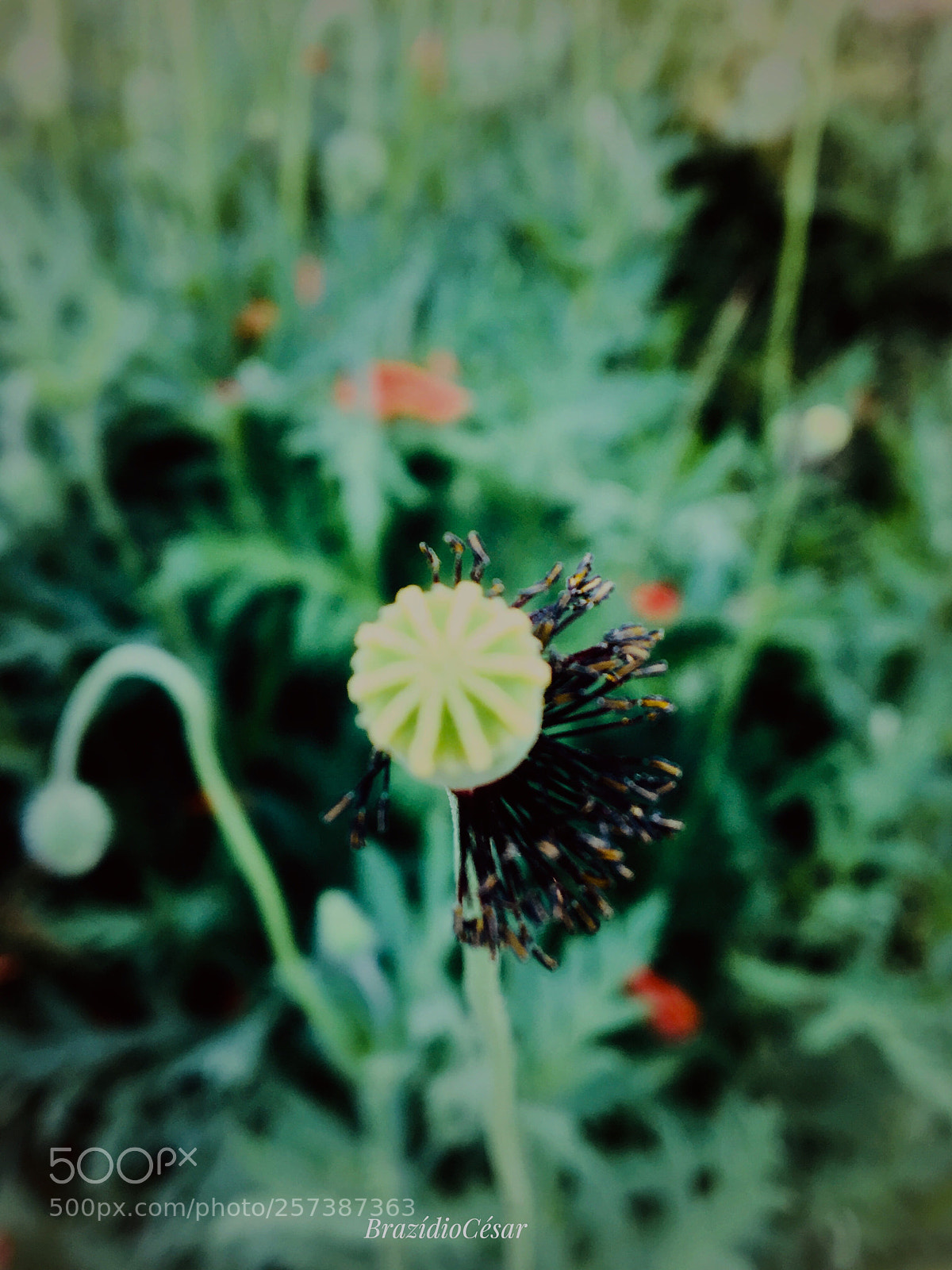 Apple iPhone 6s sample photo. Untitled photography