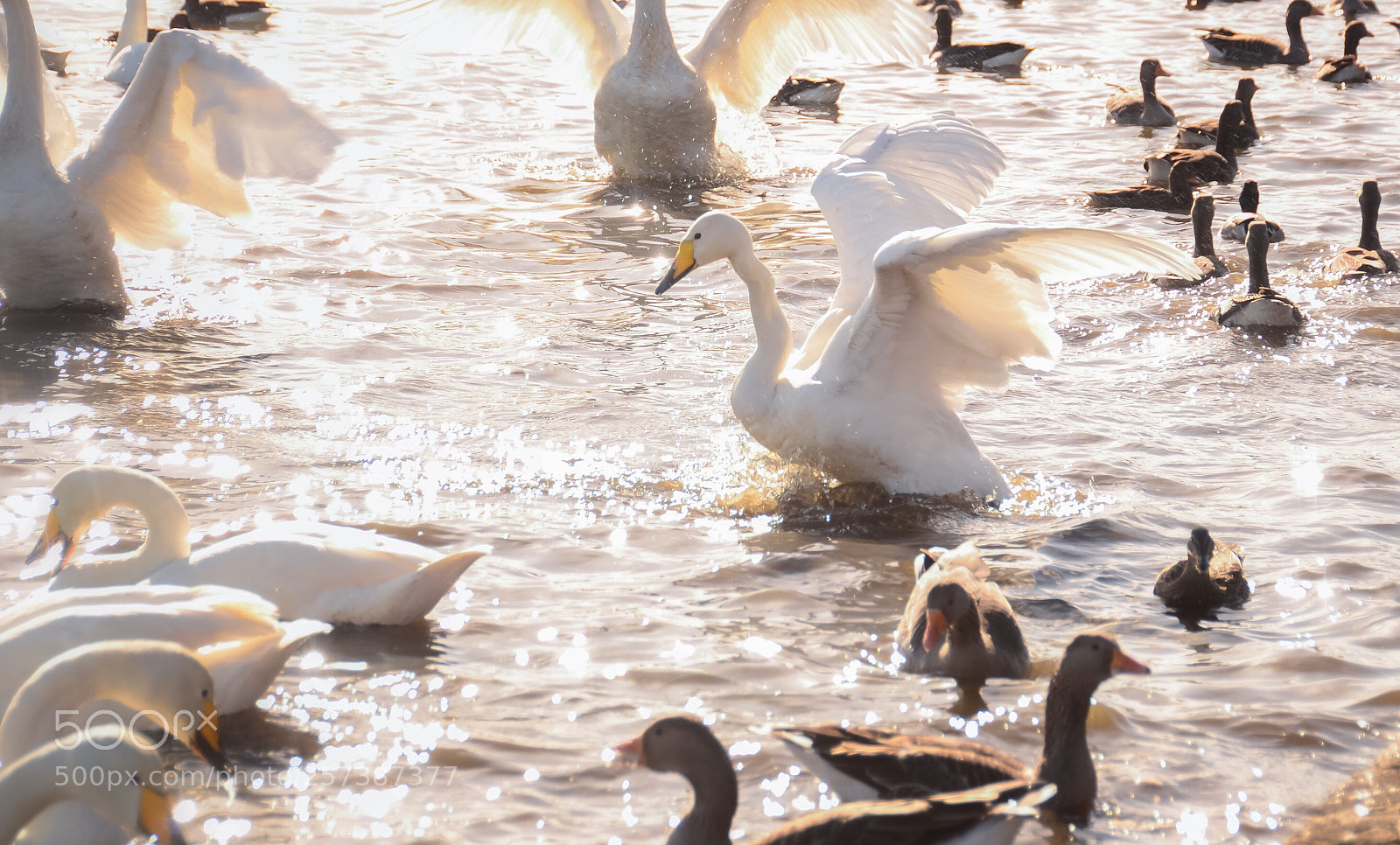 Nikon D3100 sample photo. Goose in the lake photography