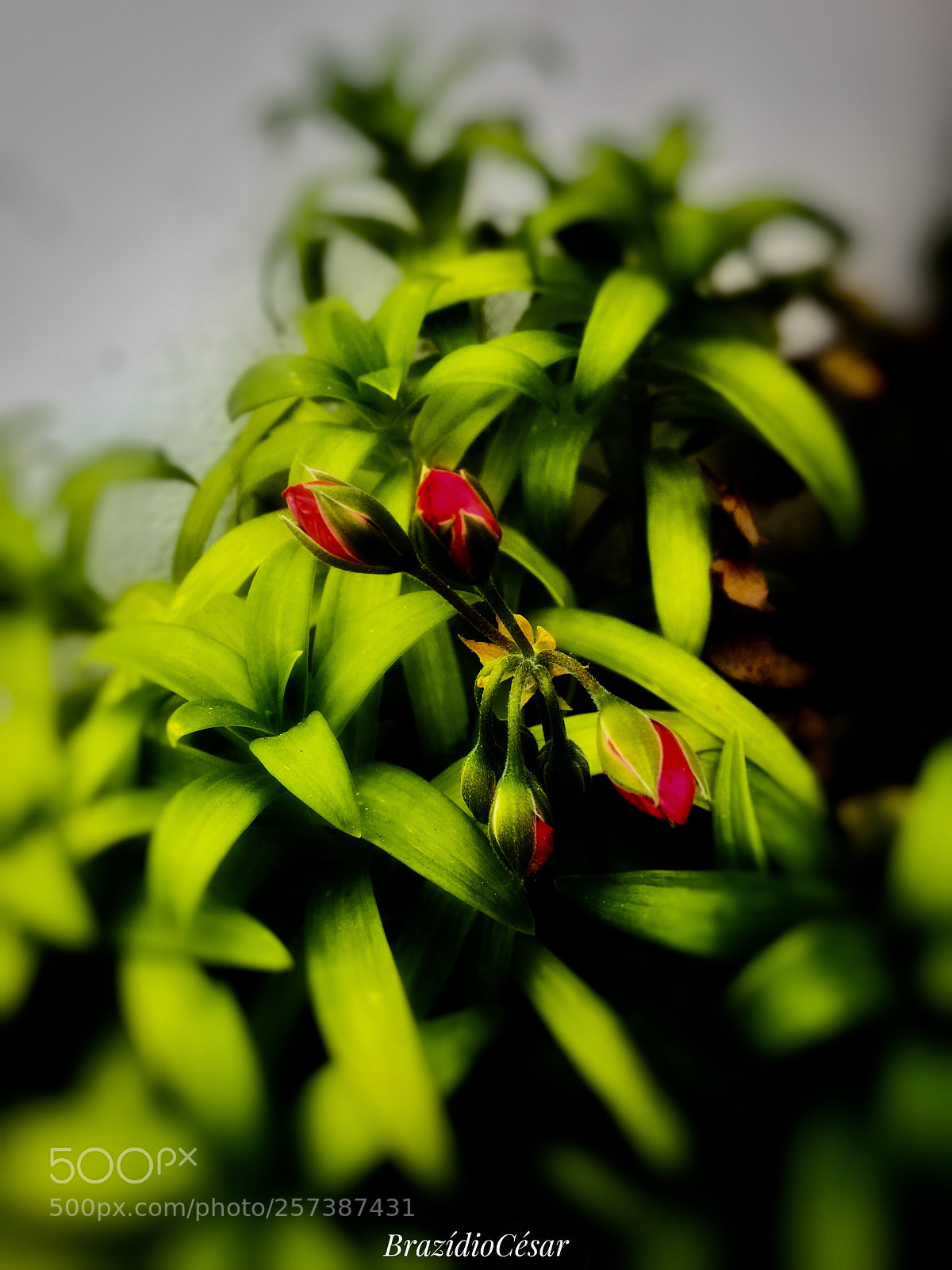 Apple iPhone 6s sample photo. Untitled photography