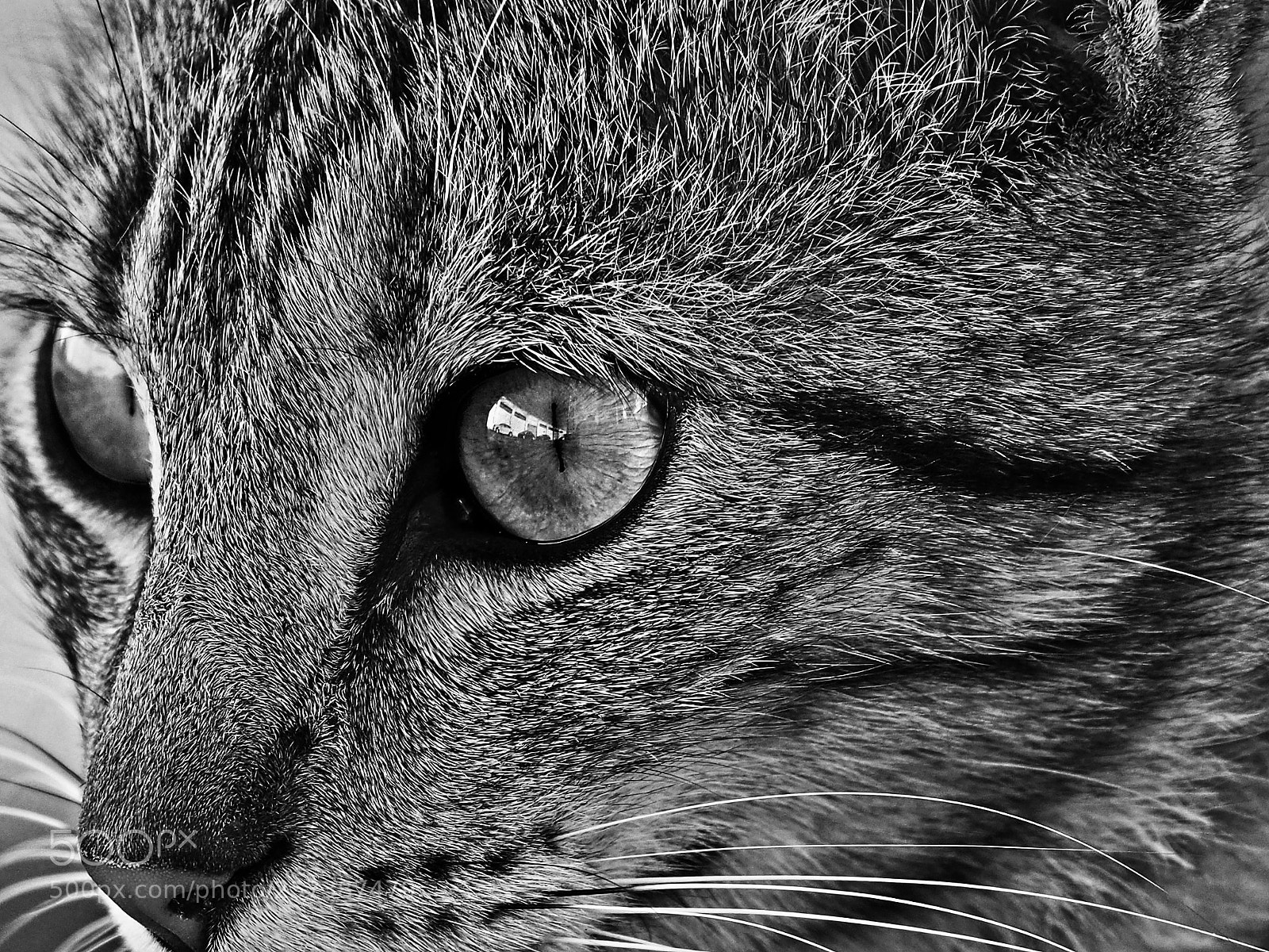 Olympus OM-D E-M10 II sample photo. Mirada felina photography