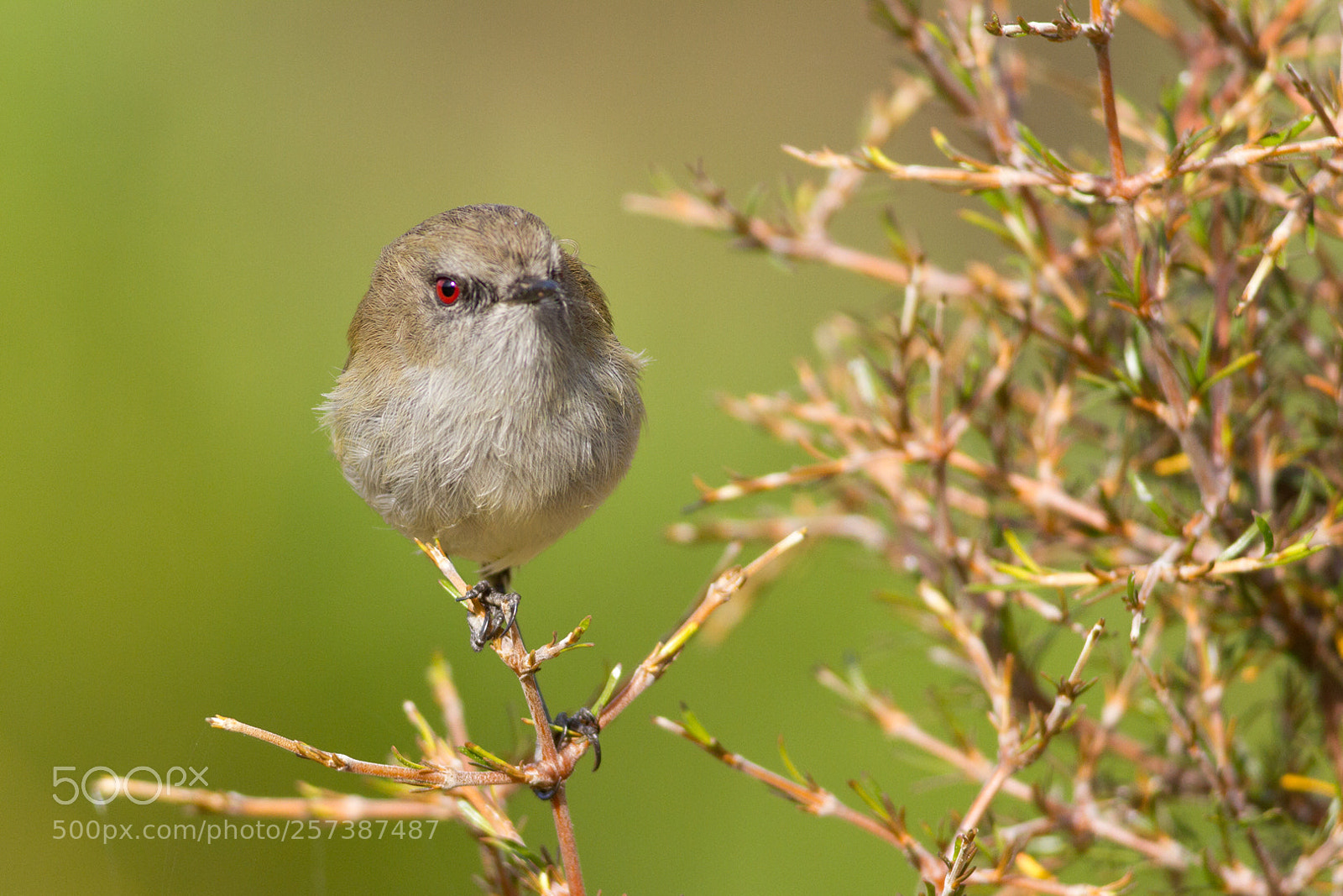 Canon EOS 7D sample photo. I've got my eye photography