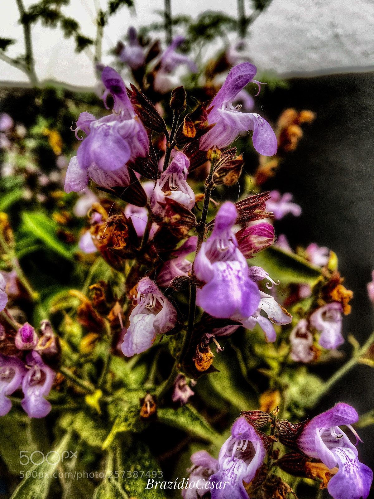 Apple iPhone 6s sample photo. Untitled photography