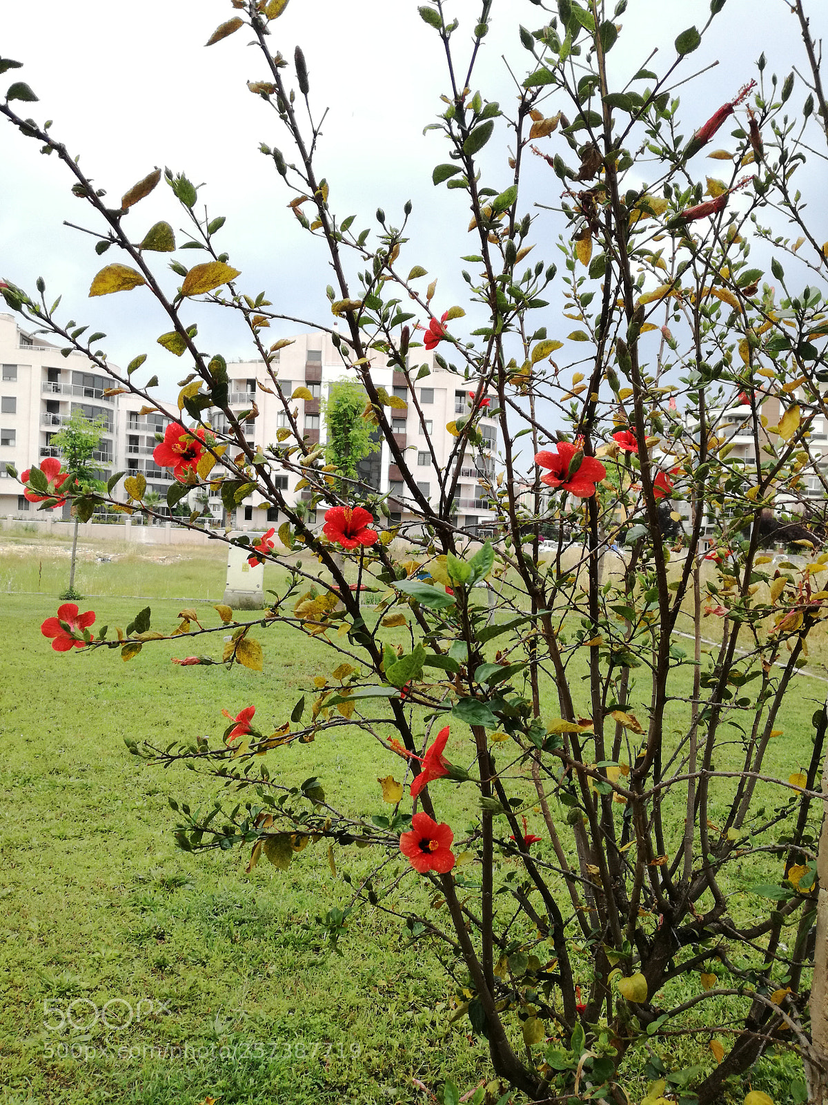 HUAWEI P9 LITE sample photo. Untitled photography