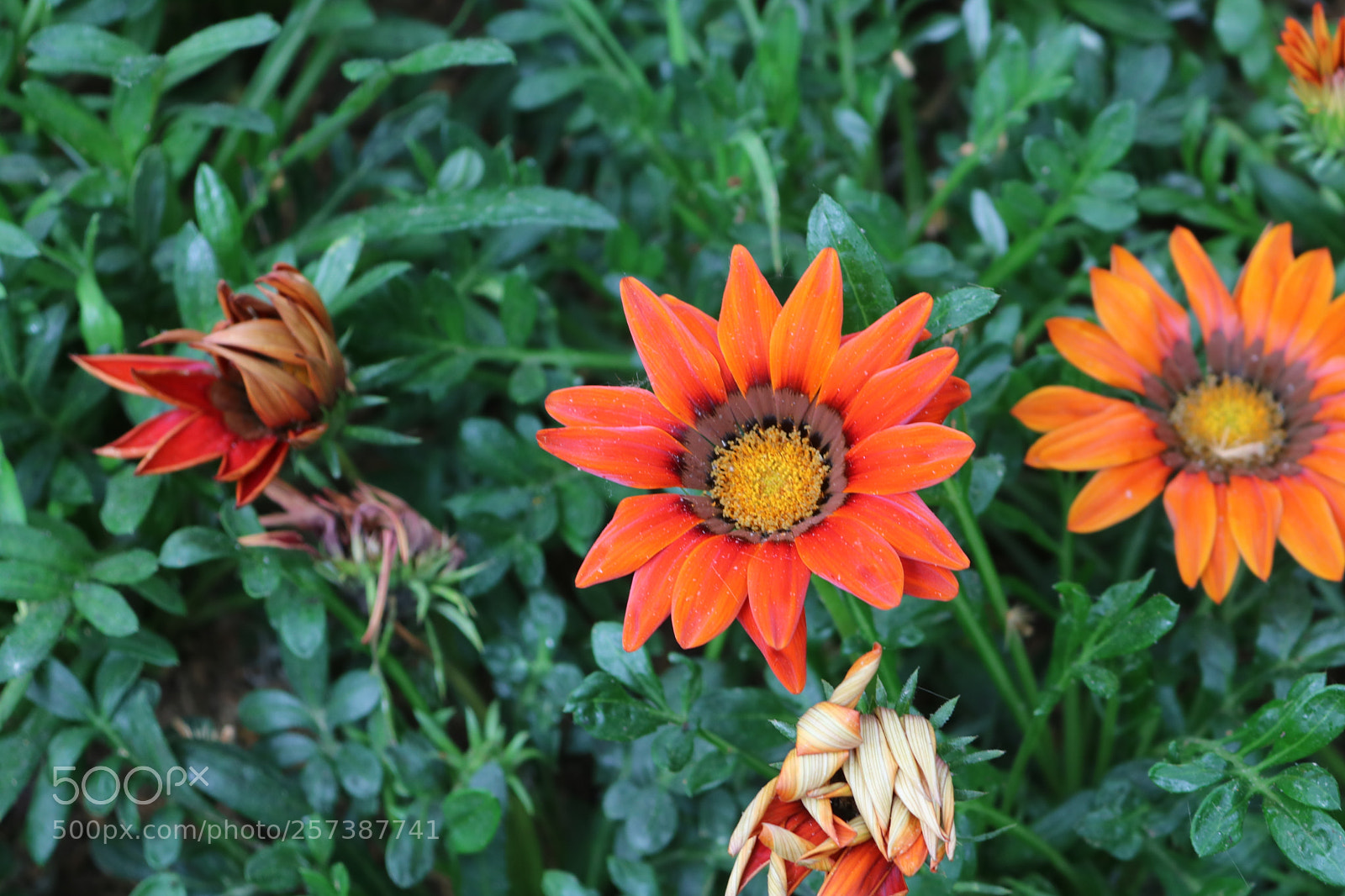 Canon EOS 750D (EOS Rebel T6i / EOS Kiss X8i) sample photo. 看庭前花开花落 photography