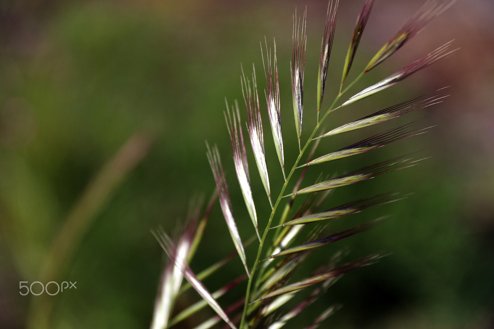 Canon EF-S 18-200mm F3.5-5.6 IS sample photo. Leaf photography