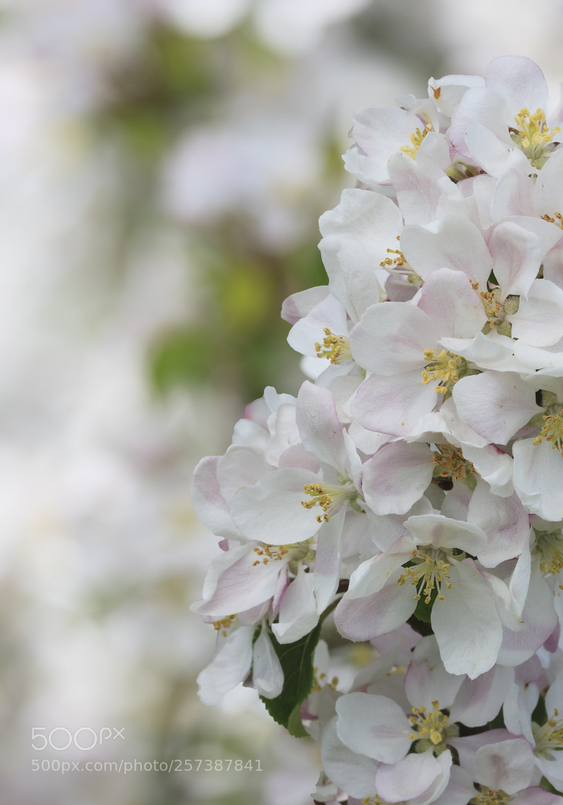 Canon EOS-1Ds Mark III sample photo. Hints of pink photography