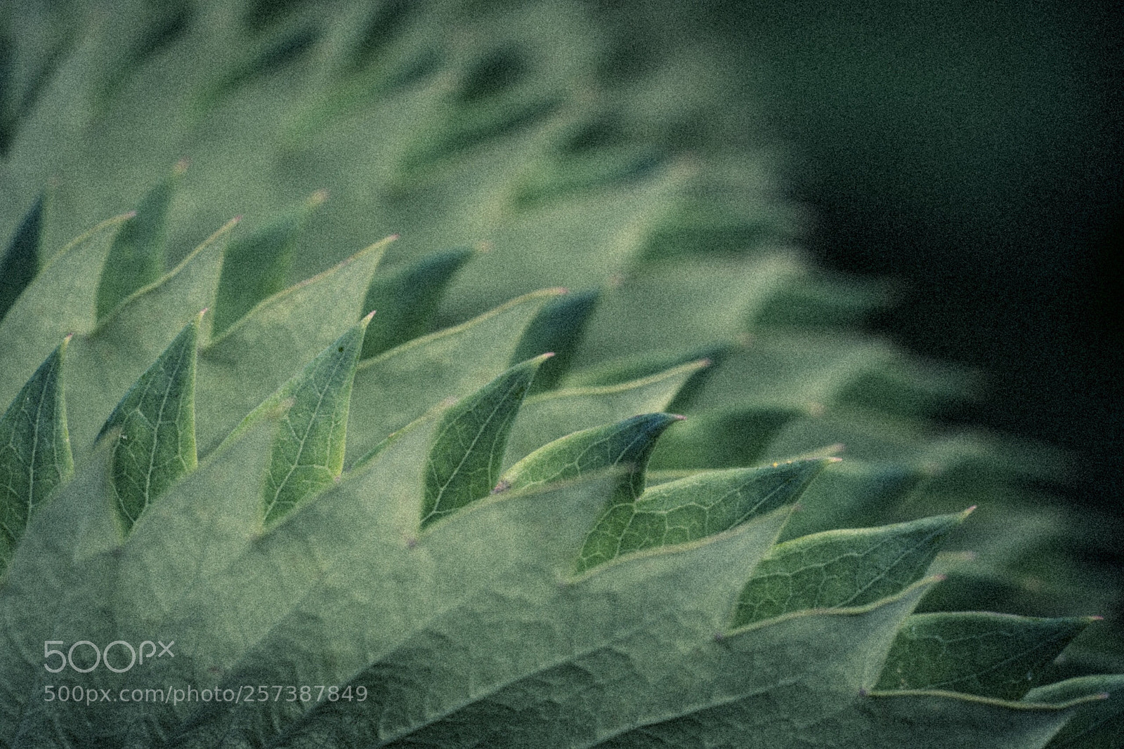 Sony a7R III sample photo. Green  photography