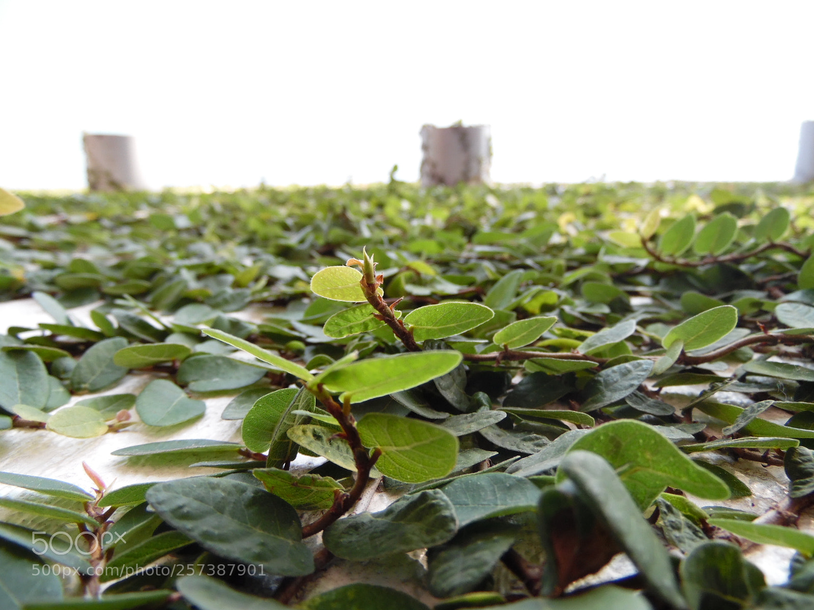 Samsung WB1100F/WB1101F/WB1102F sample photo. Constant photography