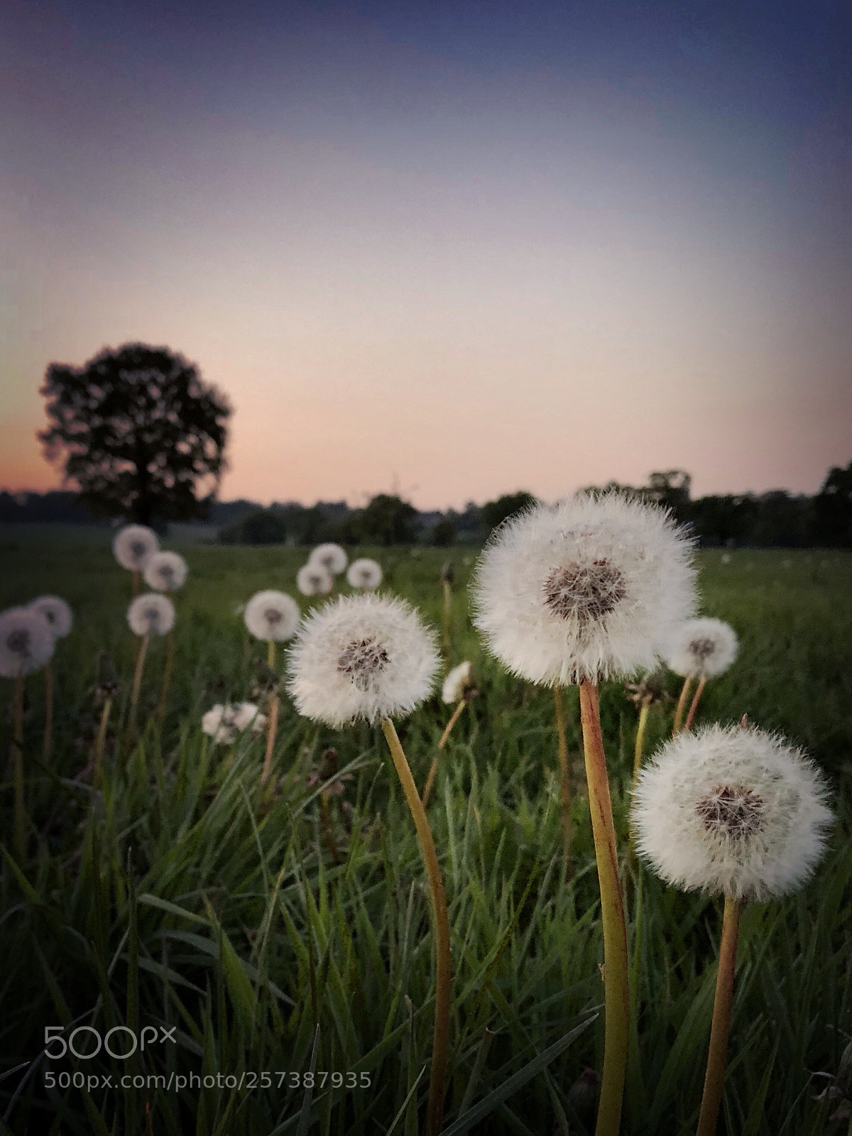 Apple iPhone X sample photo. Beautiful dandelion flowers in photography