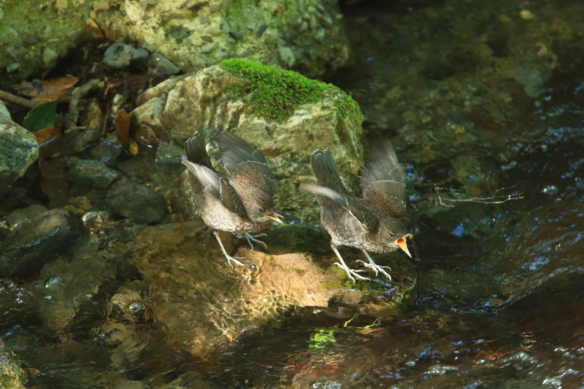 Canon EF 400mm F2.8L IS USM sample photo. Hungry！ ②  i want to eat！！ photography