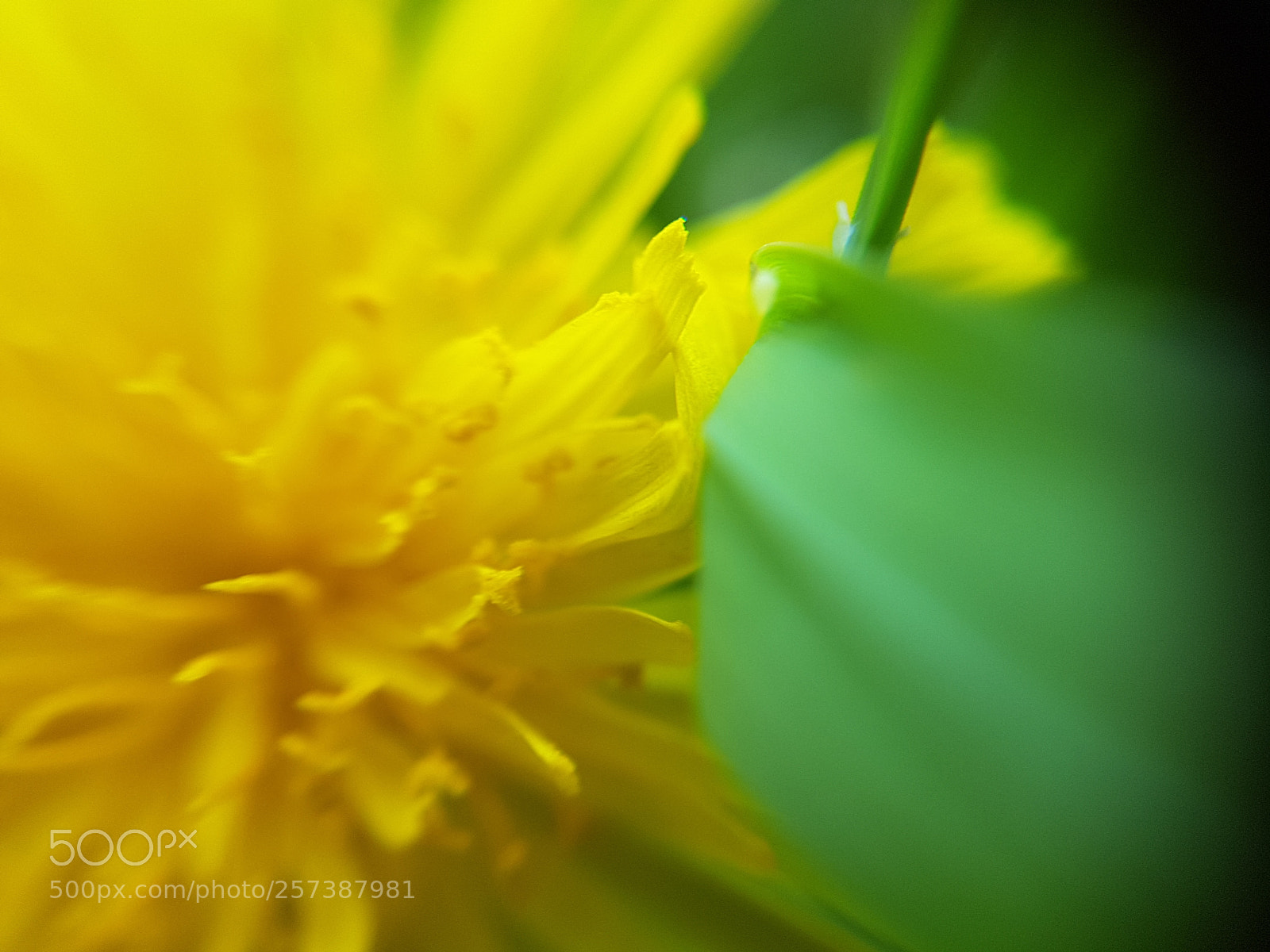 Samsung Galaxy S7 Edge sample photo. Yellow &green photography