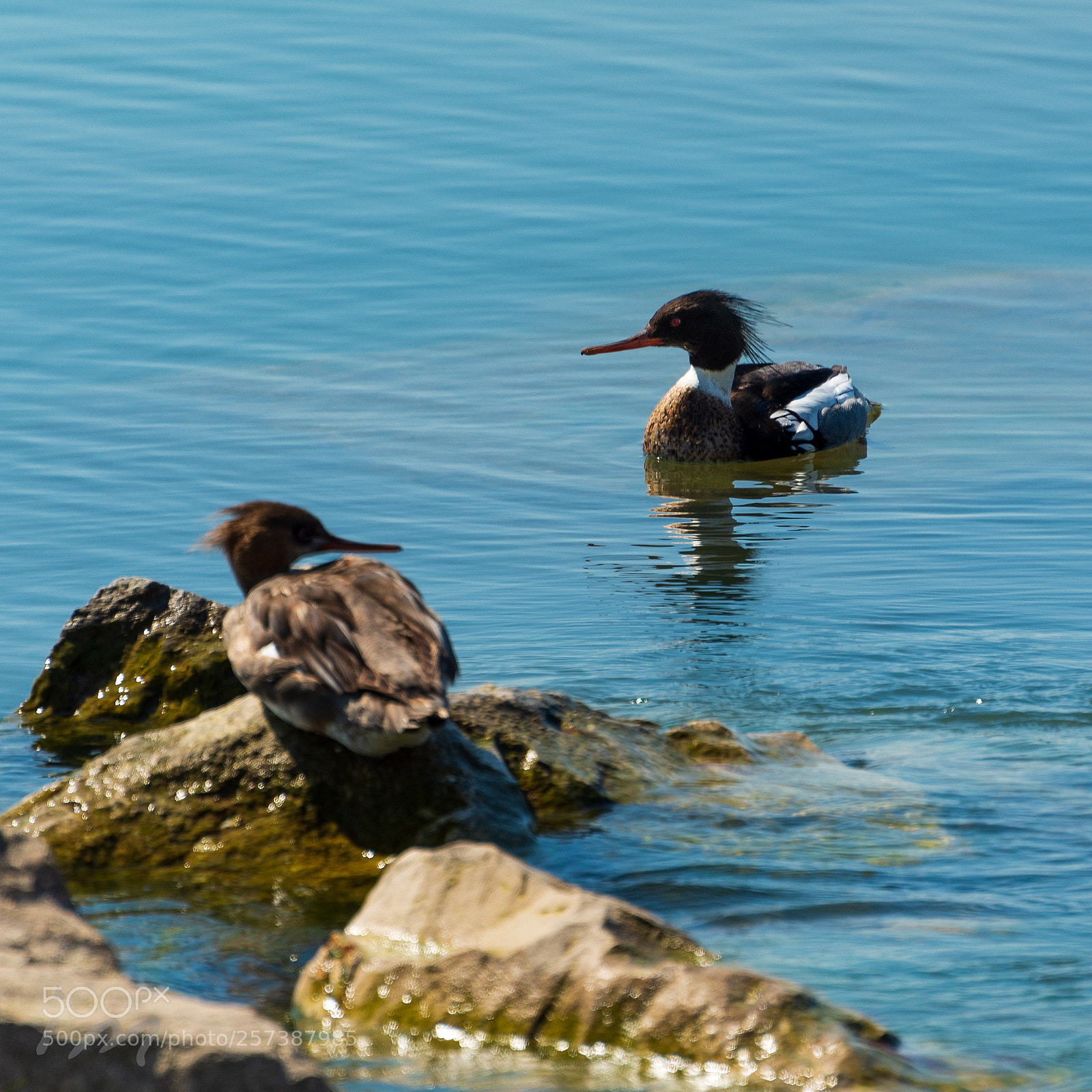 Nikon D610 sample photo. Red breasted merganser photography