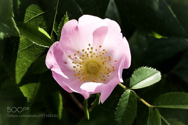 Canon EOS 5D Mark II sample photo. Untitled photography
