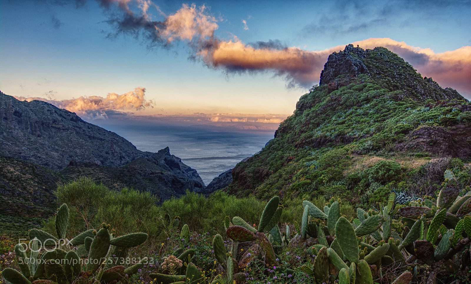 Nikon D7100 sample photo. Tenerife teno with cactus photography