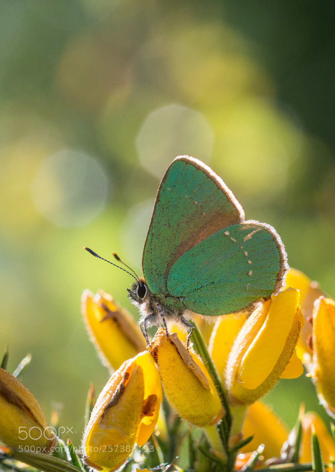 Nikon D800 sample photo. Backlit green hairstreak photography