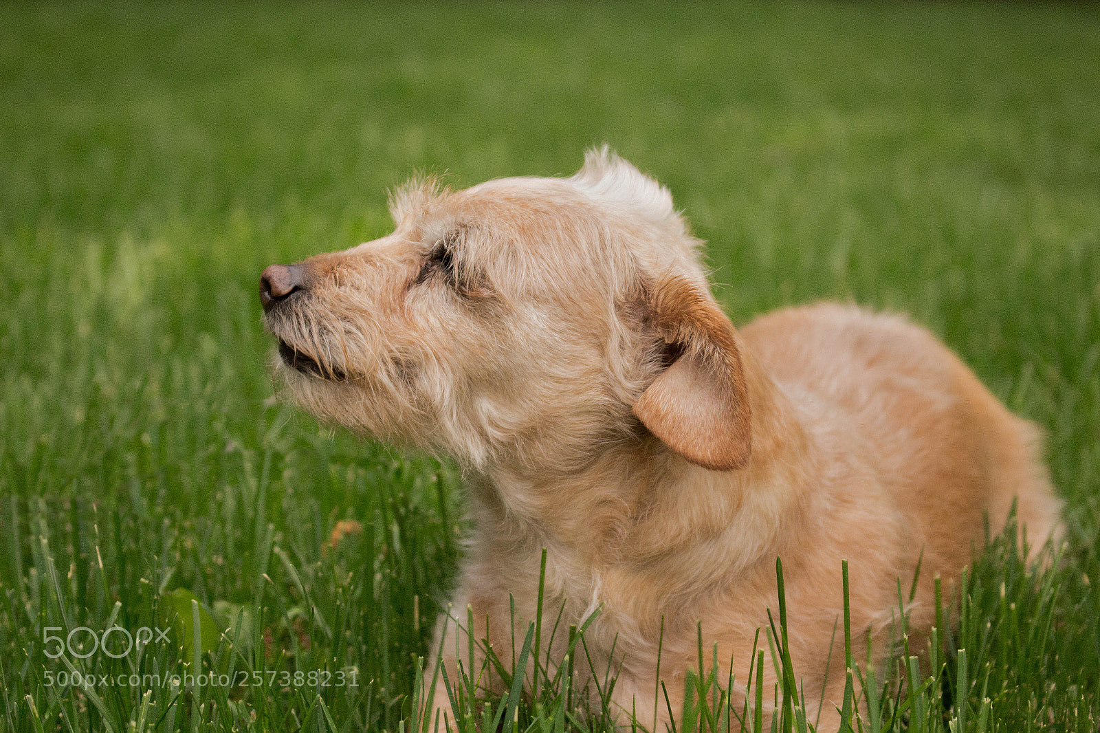 Canon EOS 700D (EOS Rebel T5i / EOS Kiss X7i) sample photo. Cookie photography