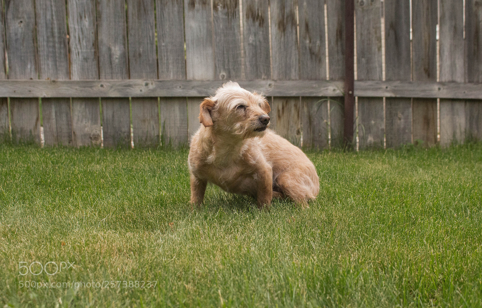 Canon EOS 700D (EOS Rebel T5i / EOS Kiss X7i) sample photo. Cookie photography