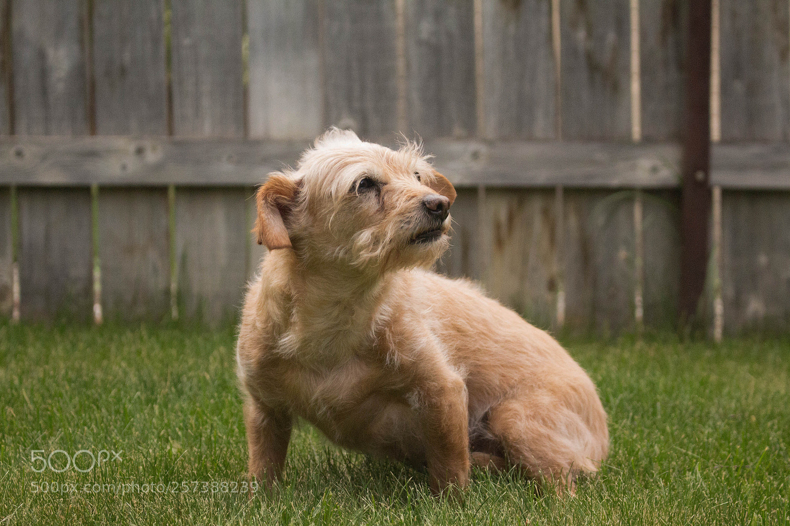 Canon EOS 700D (EOS Rebel T5i / EOS Kiss X7i) sample photo. Cookie photography