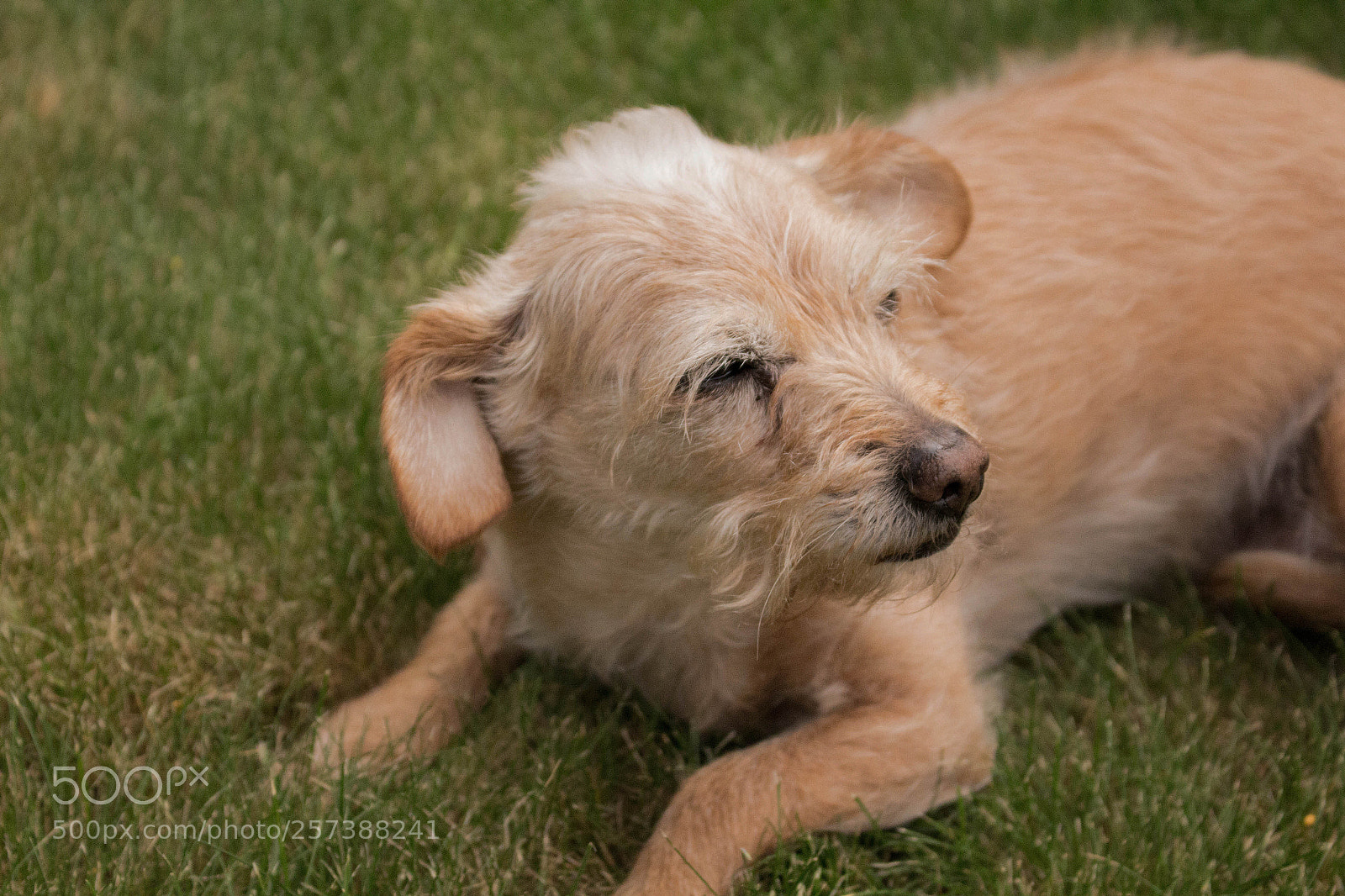 Canon EOS 700D (EOS Rebel T5i / EOS Kiss X7i) sample photo. Cookie photography