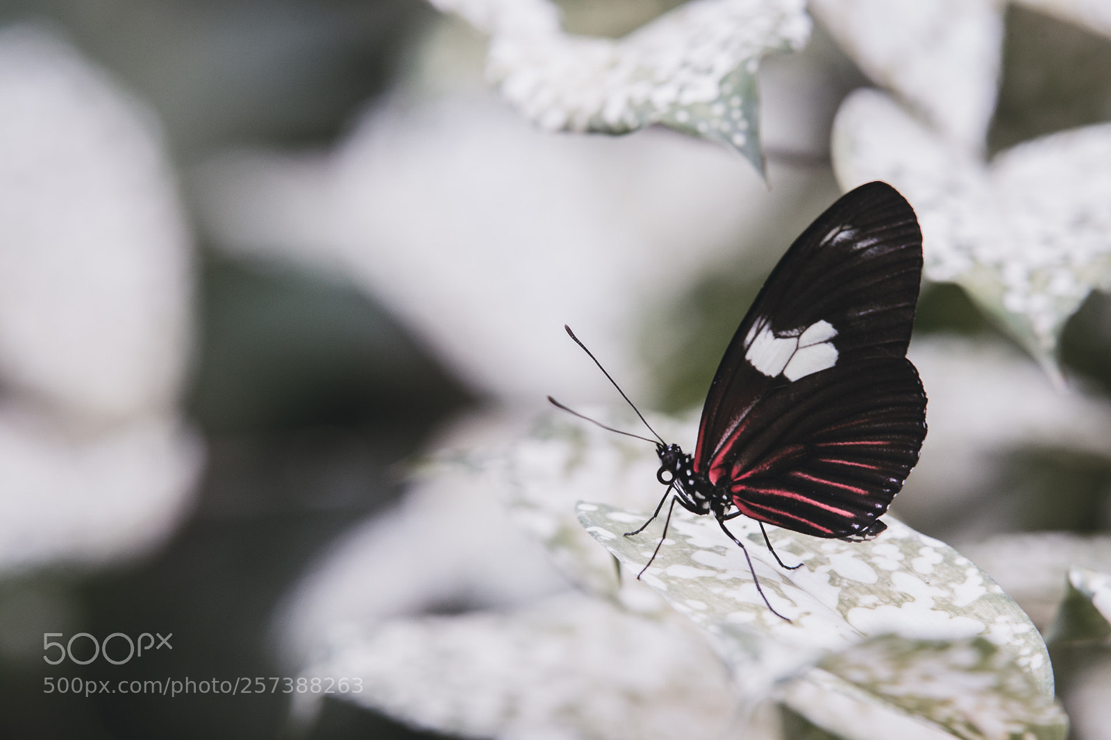 Canon EOS-1D X sample photo. Butterfly photography
