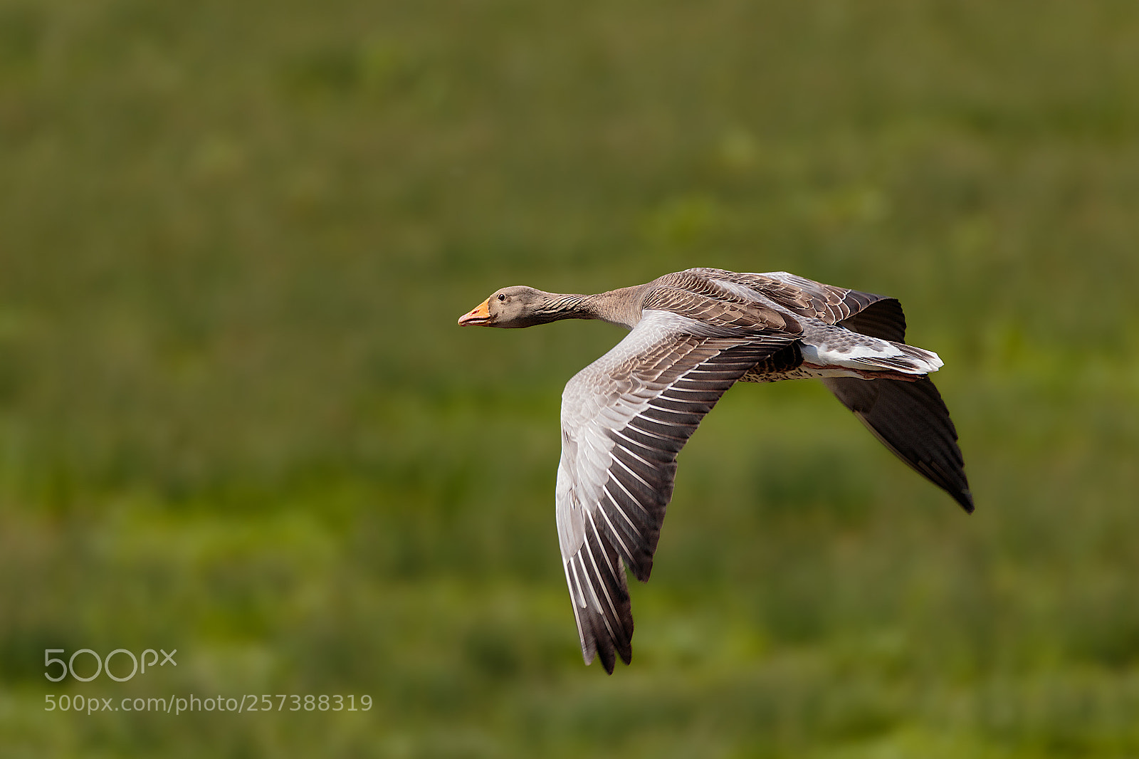 Canon EOS 7D Mark II sample photo. Greylag in flight photography
