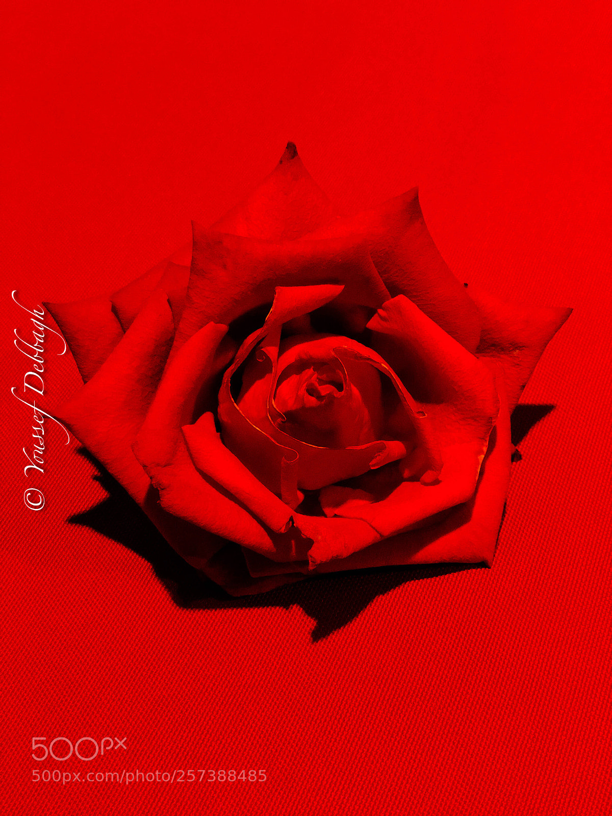 Apple iPhone X sample photo. Red rose photography