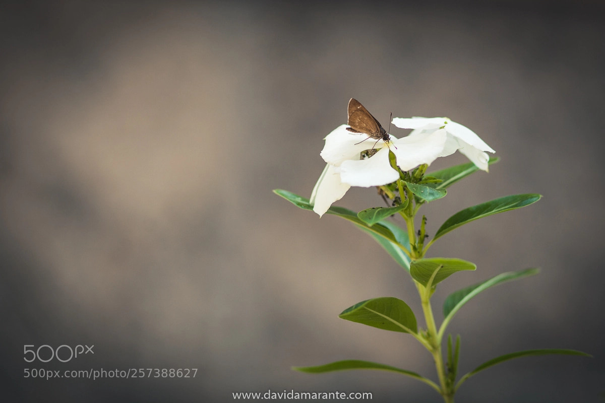 Canon EOS 5D Mark II sample photo. Borboleta photography