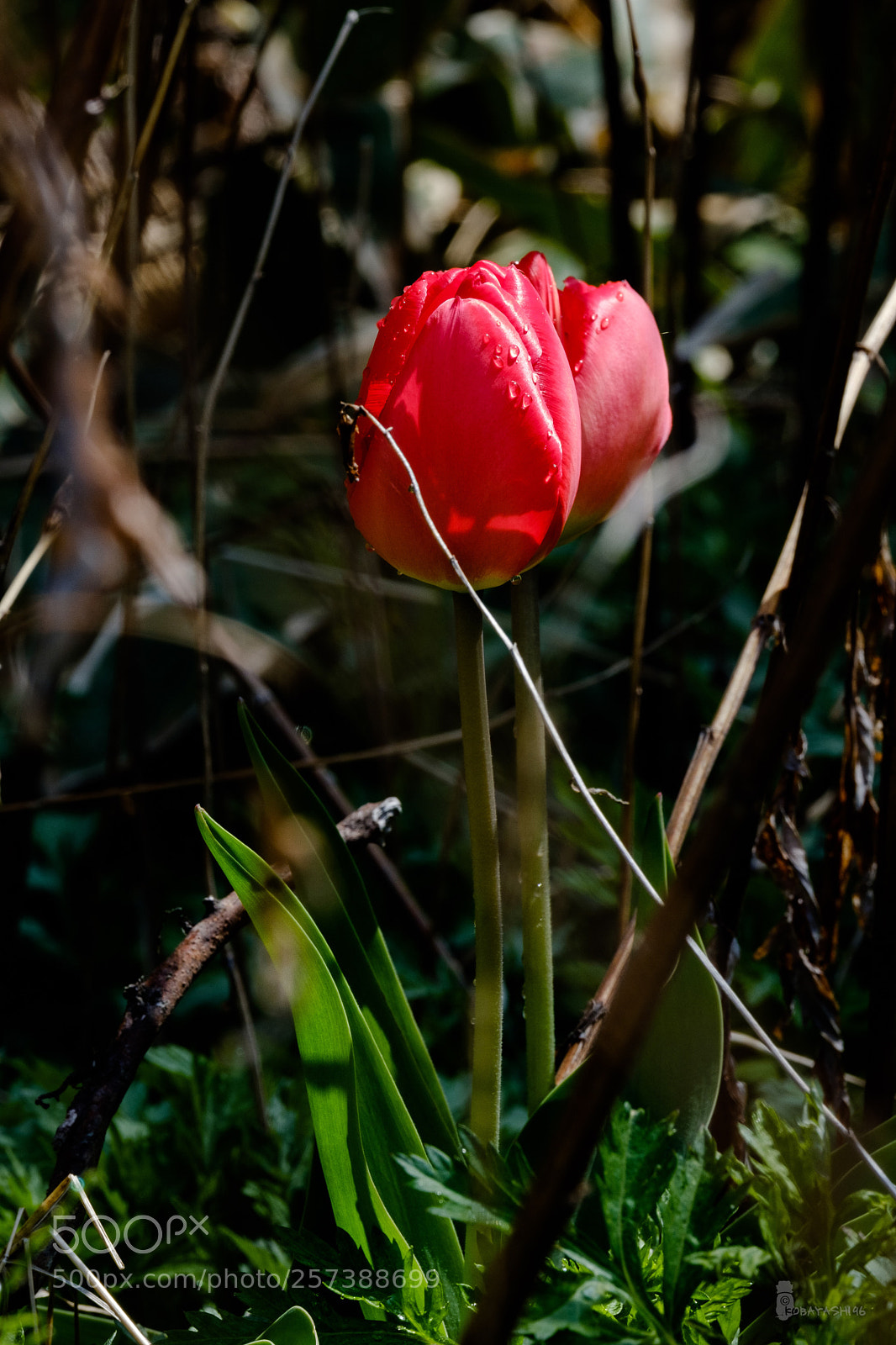 Fujifilm X-T2 sample photo. 妖艶に咲く photography