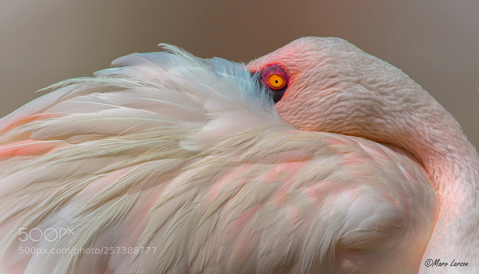 Canon EOS 7D Mark II sample photo. Flamingo photography