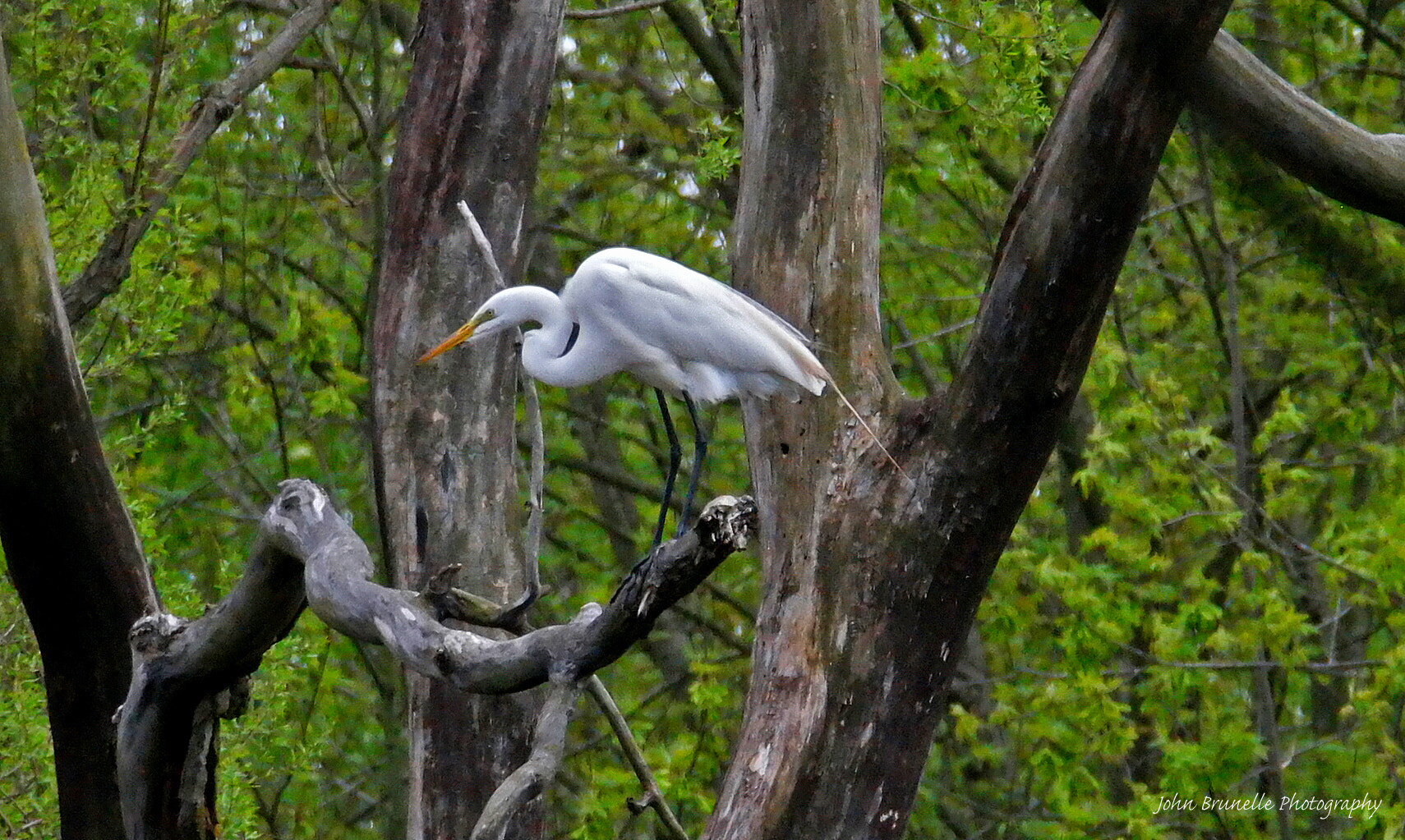Samsung NX500 sample photo. Great white egret may 10 photography