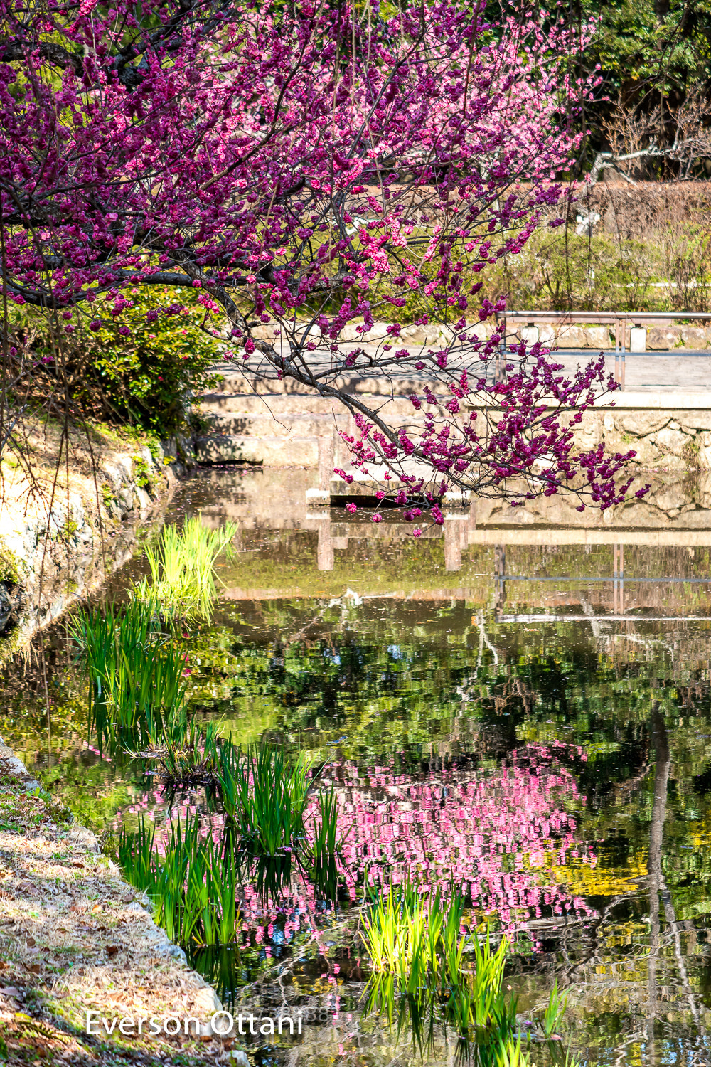 Nikon D500 sample photo. Flower tree photography