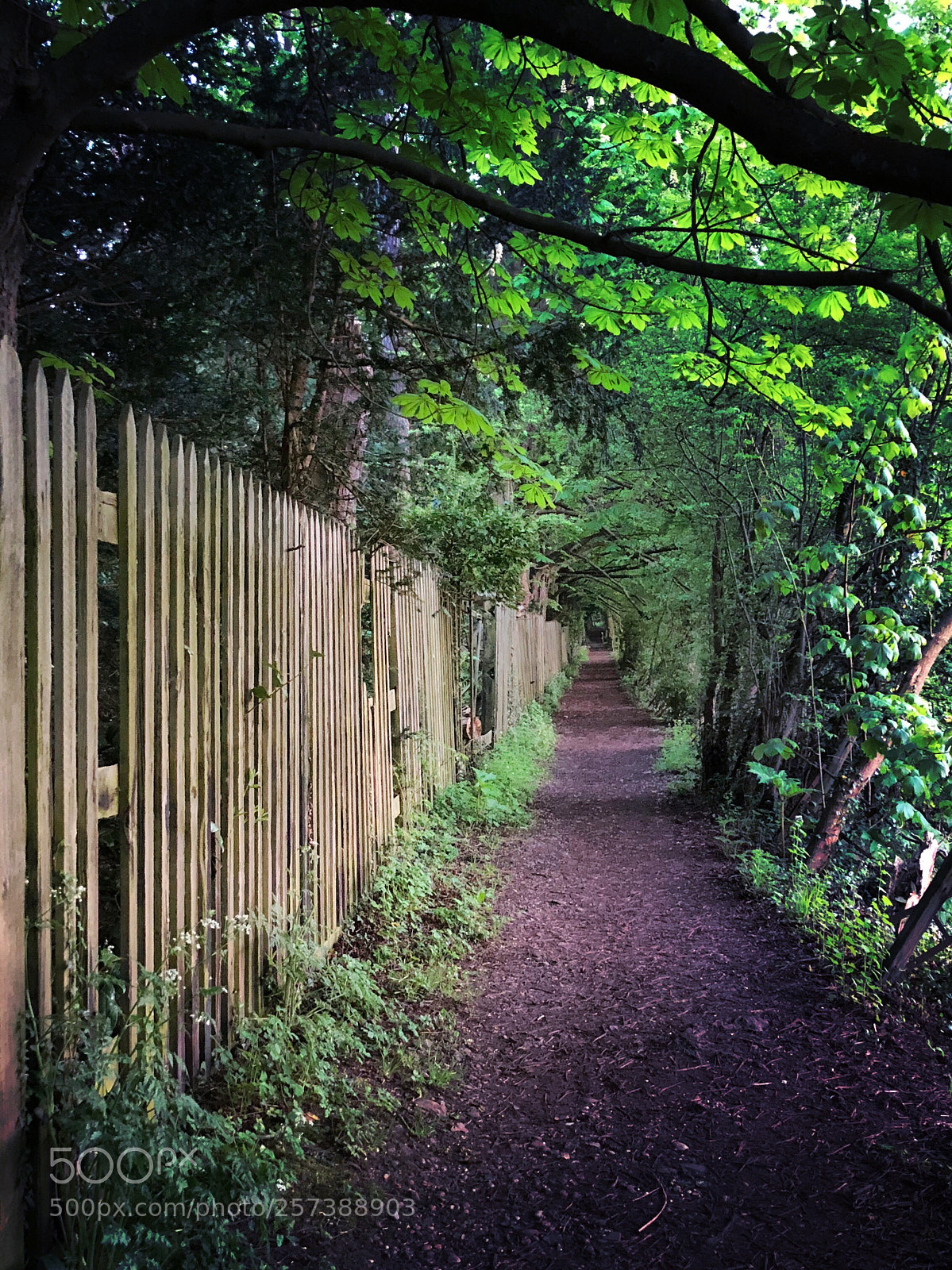Apple iPhone X sample photo. Walking through the woodland photography