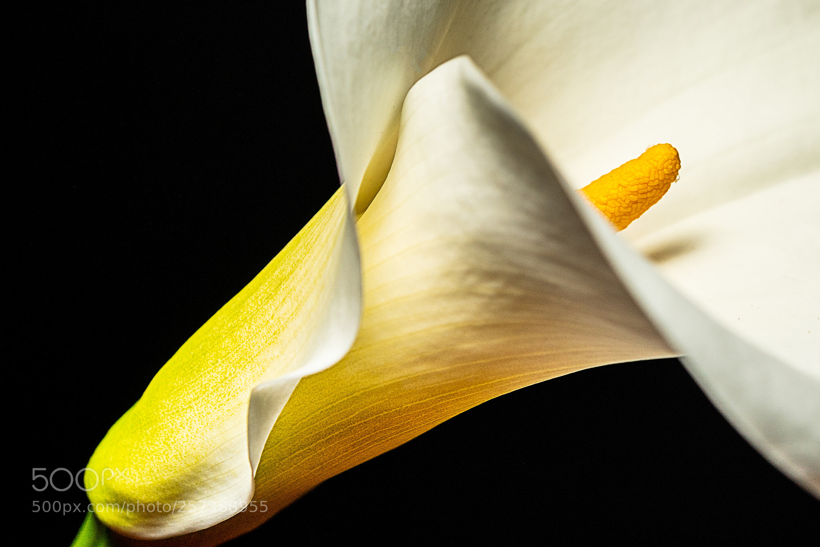 Sony a7R III sample photo. Calla lily photography