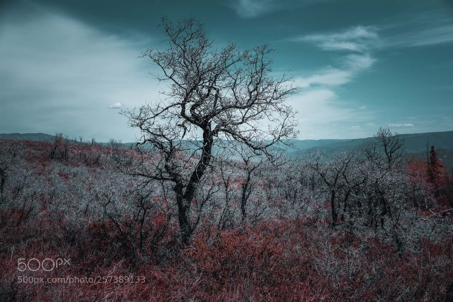 Fujifilm X-H1 sample photo. Tree photography