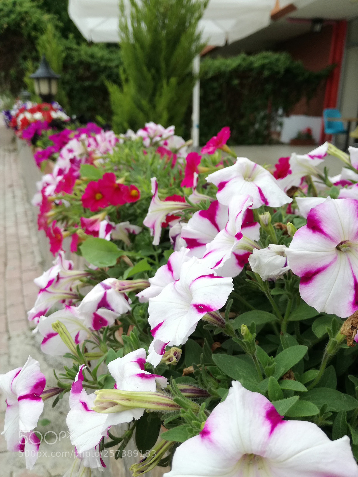 HUAWEI P9 LITE sample photo. Untitled photography