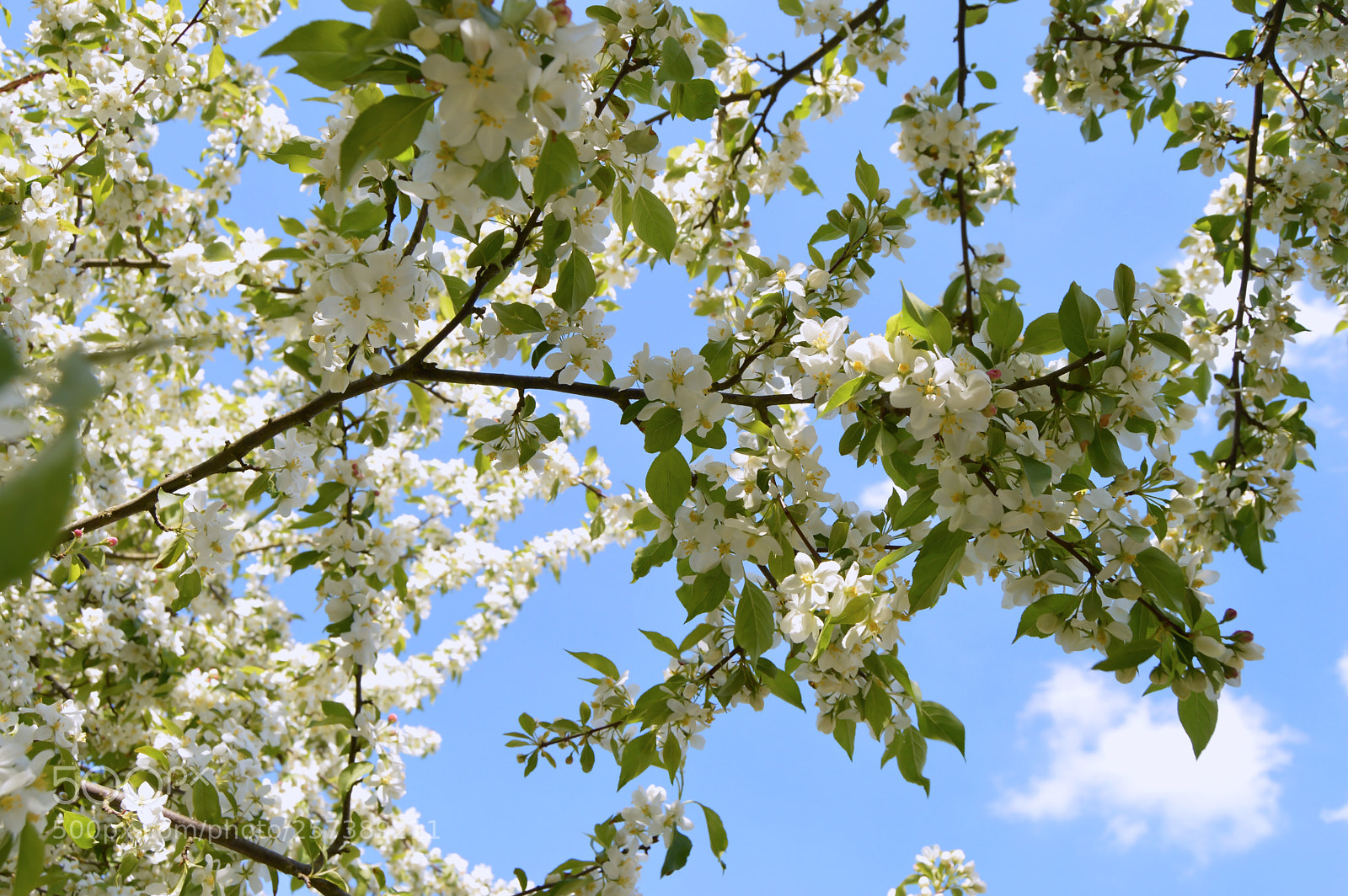 Nikon D3200 sample photo. Blooming of apple trees photography
