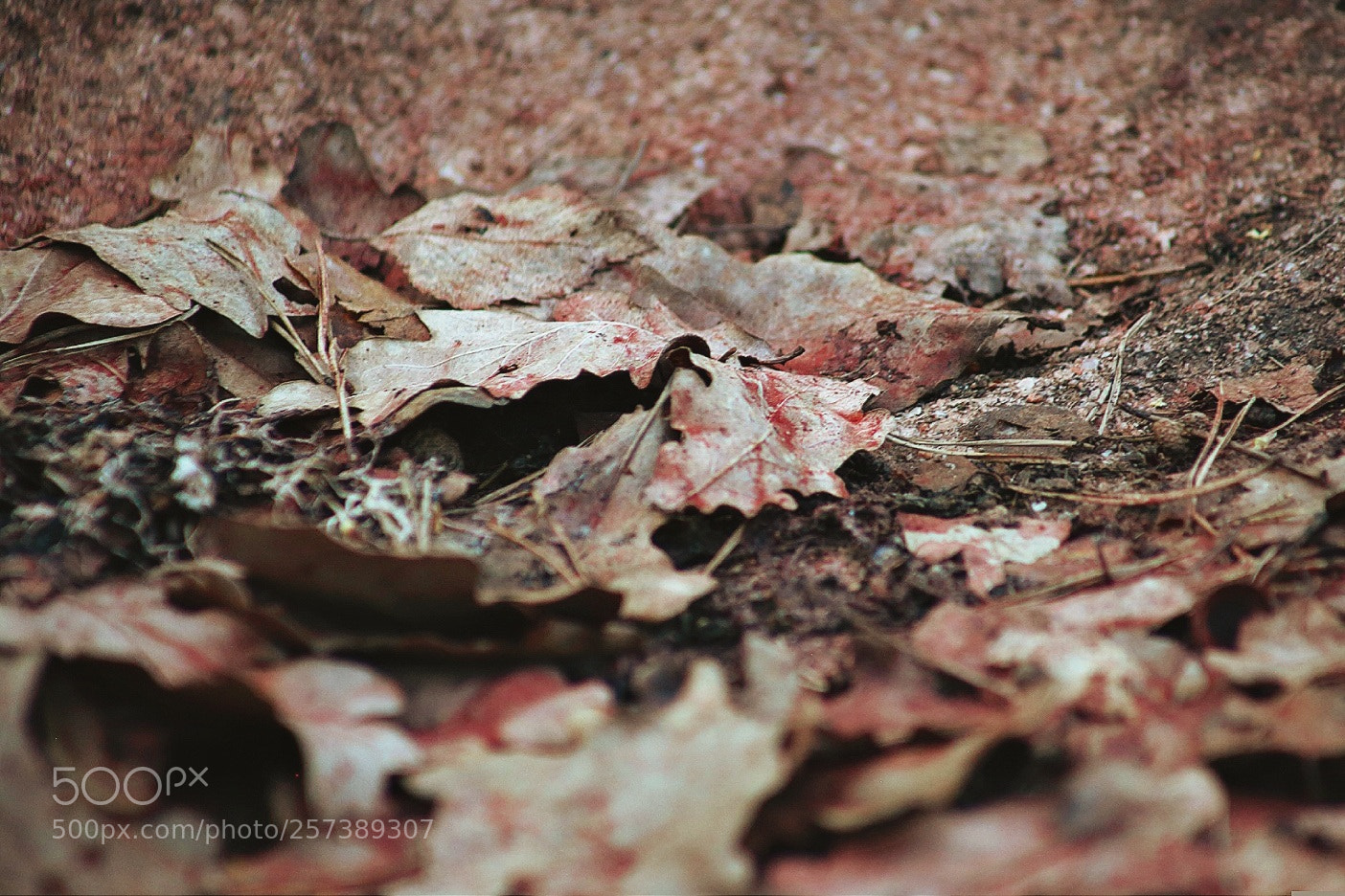 Canon EOS 5D Mark II sample photo. Dried out photography