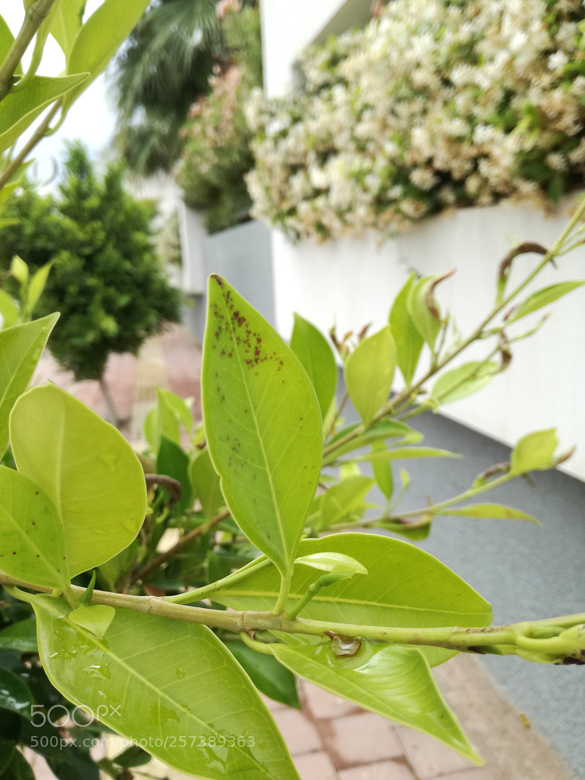 HUAWEI P9 LITE sample photo. Untitled photography