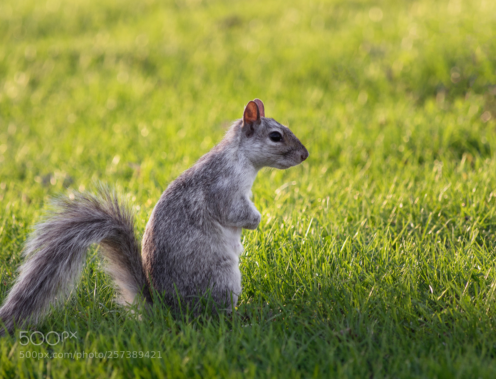 Canon EOS 800D (EOS Rebel T7i / EOS Kiss X9i) sample photo. Squirrel - profile photography
