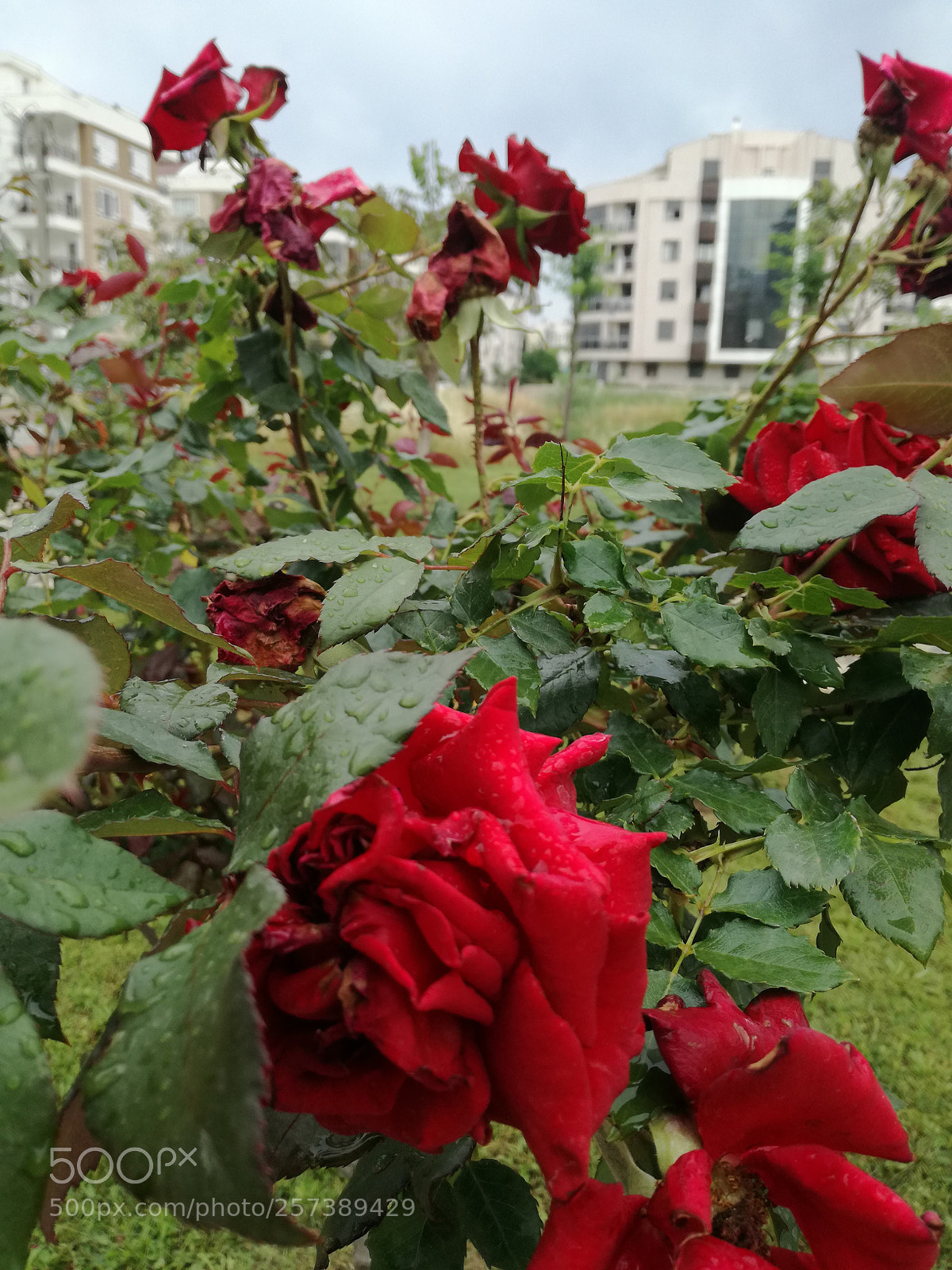 HUAWEI P9 LITE sample photo. Untitled photography