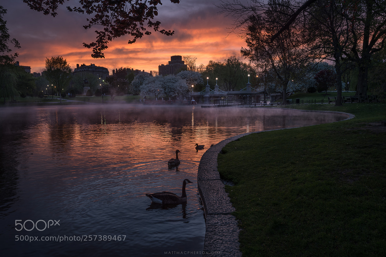 Nikon D810 sample photo. Public garden, boston photography