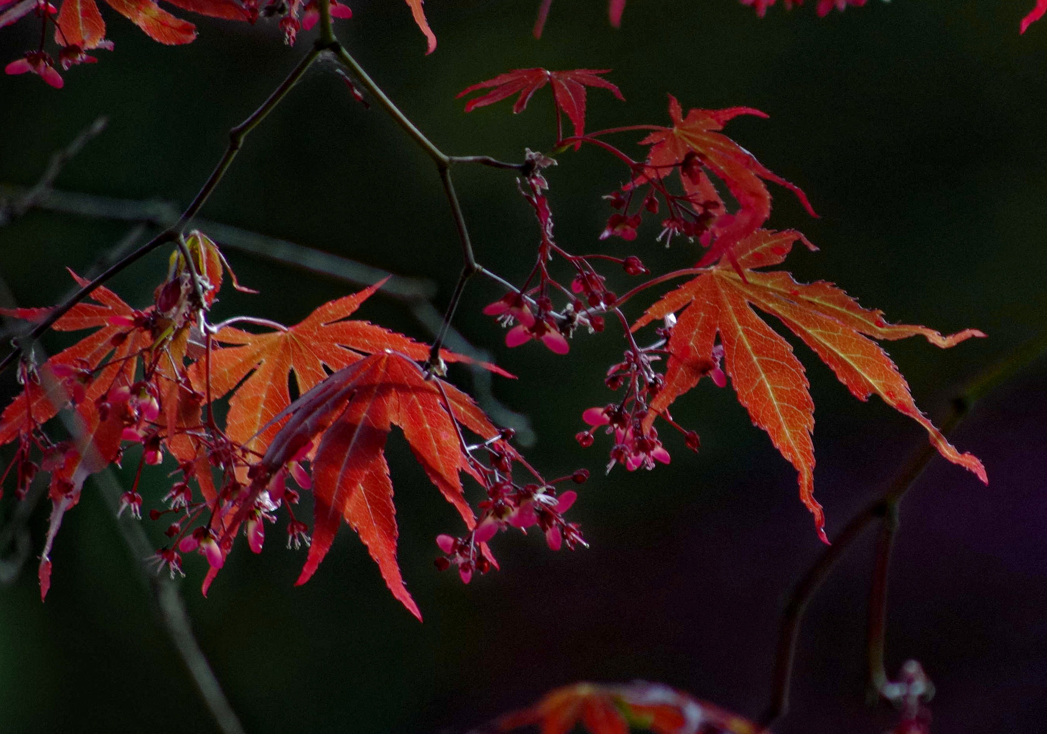 Pentax K-5 IIs sample photo