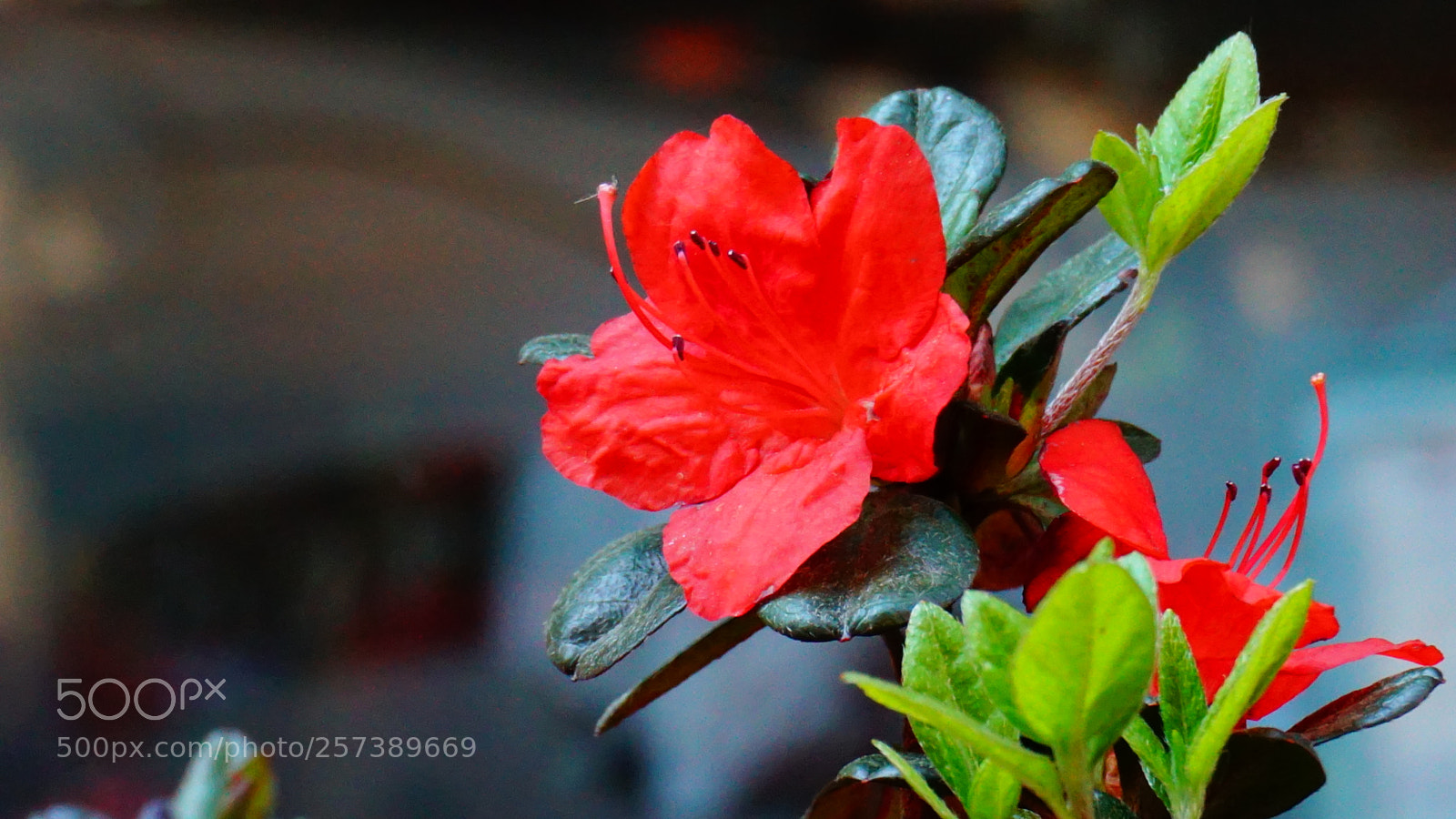 Sony a6000 sample photo. Flowers photography