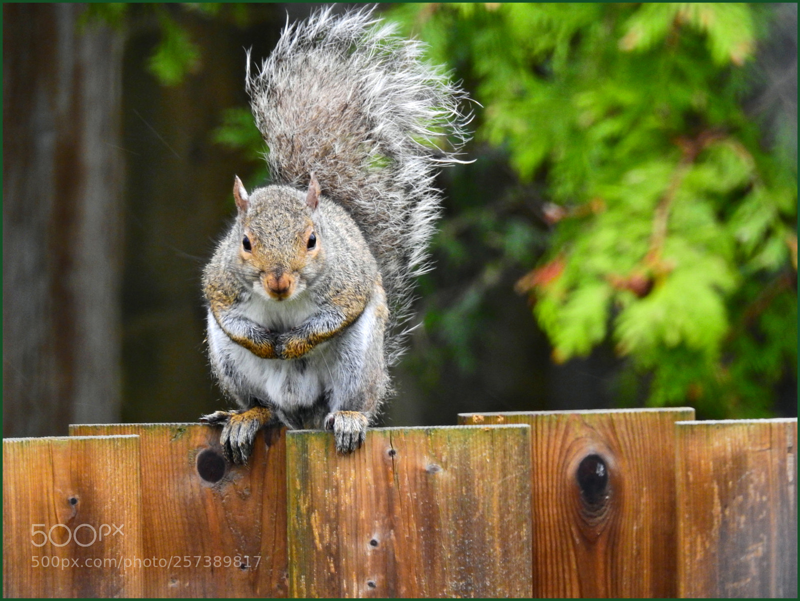 Nikon Coolpix P900 sample photo. Daily visitor squirrel photography
