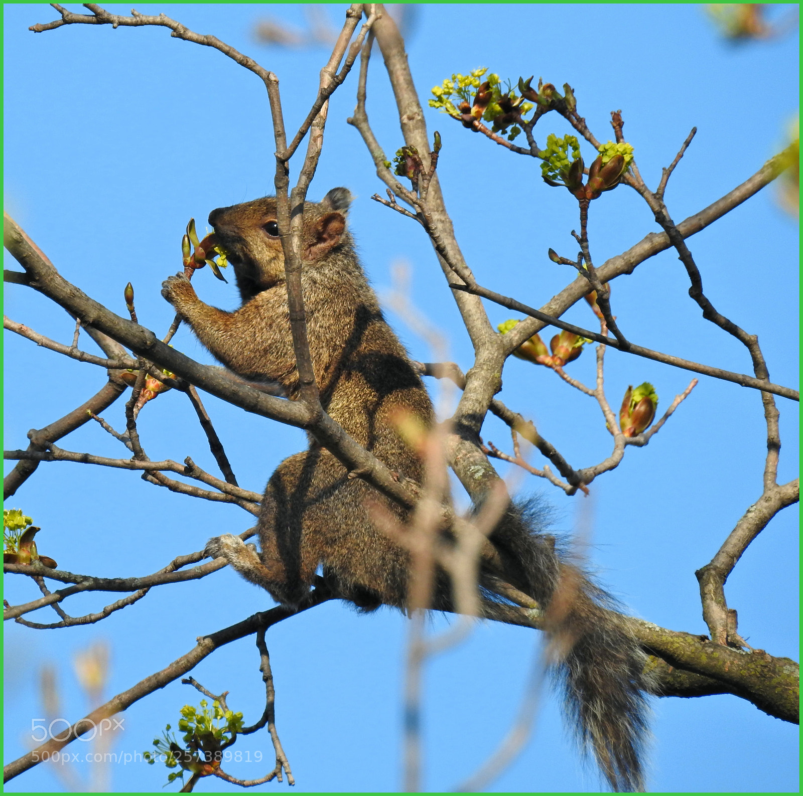 Nikon Coolpix P900 sample photo. Can't find nuts photography