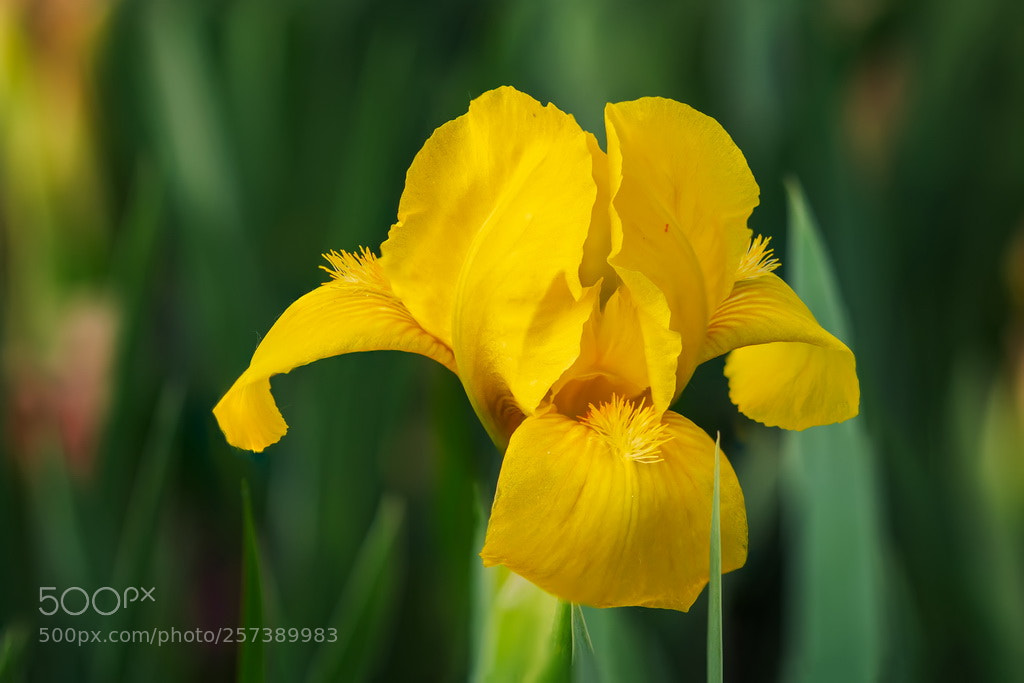 Canon EOS 70D sample photo. Color photography